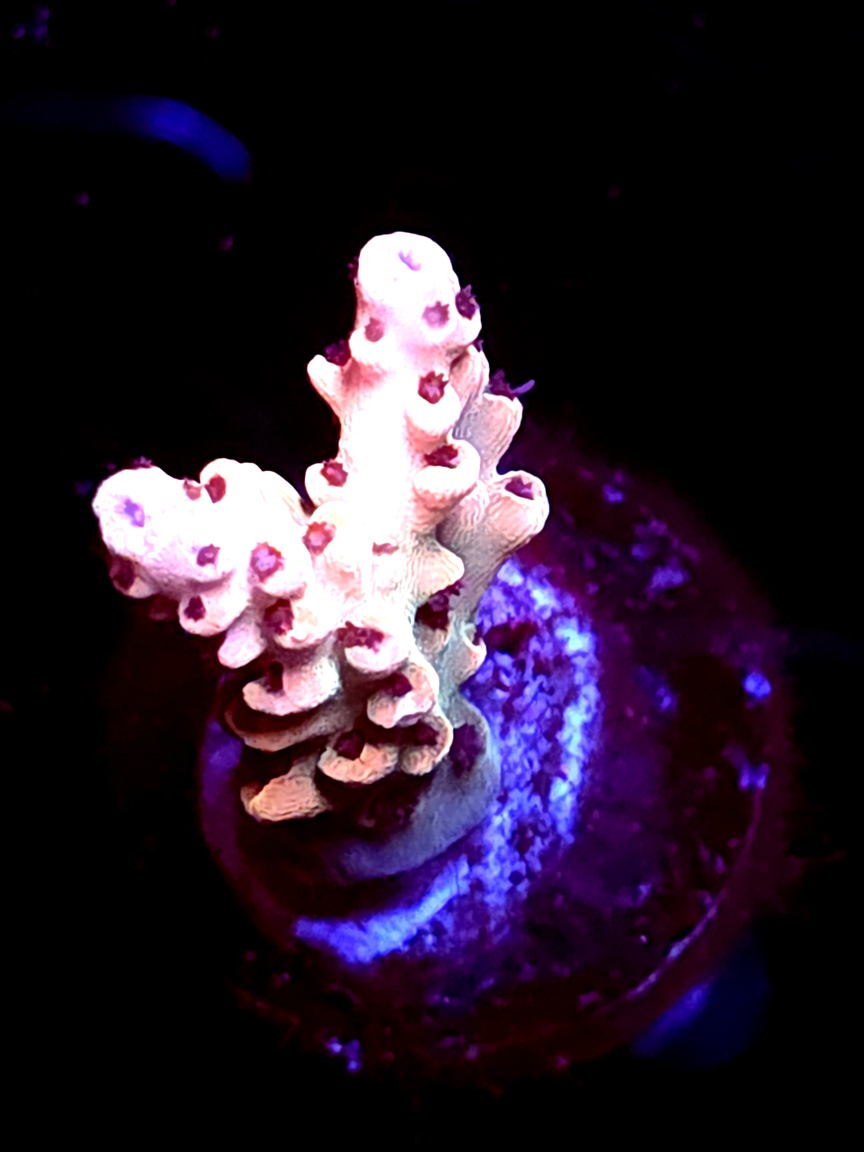 SBB "Frosted Venom" Acro Small 2 Branch