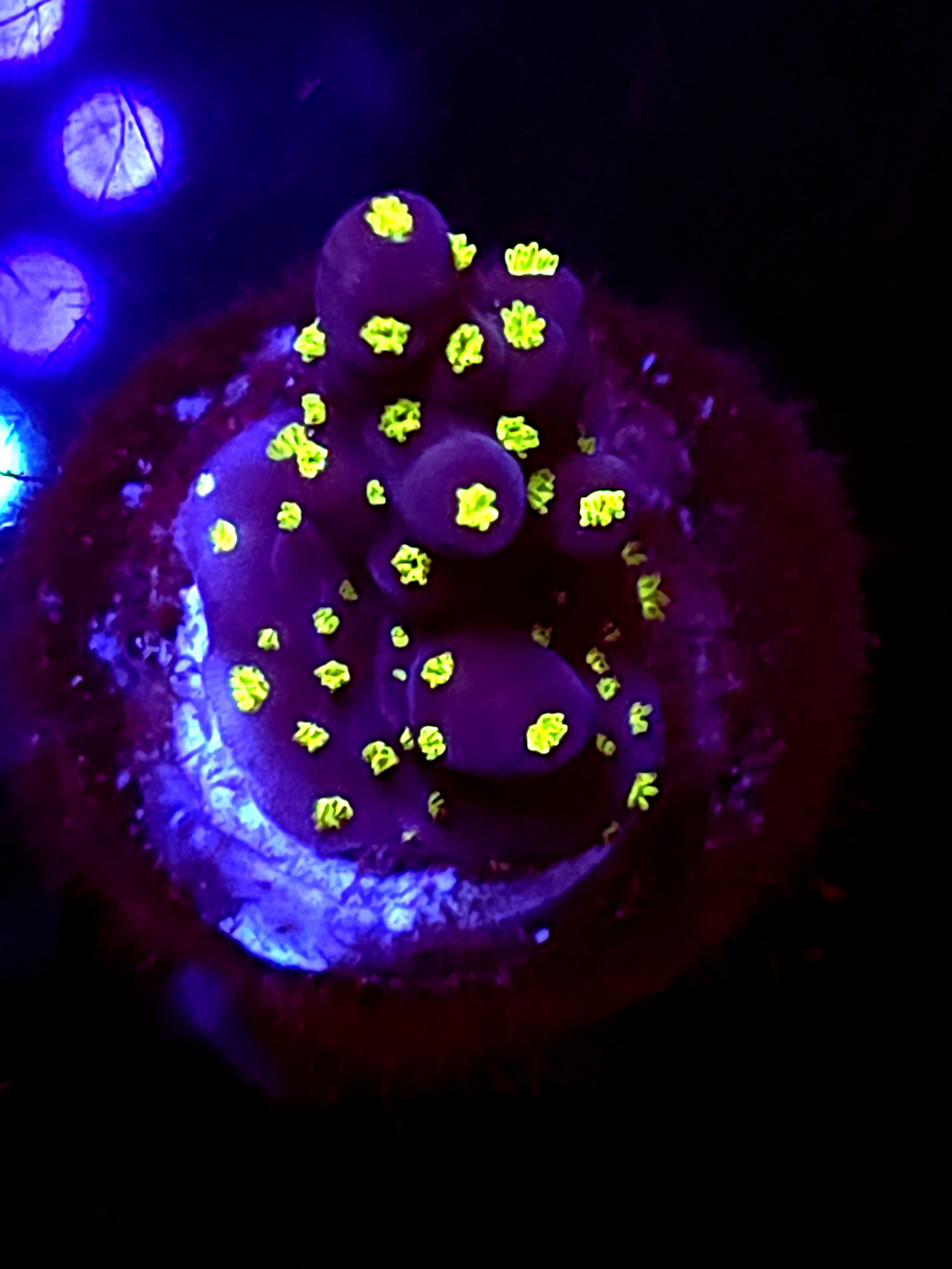 SBB "Mystery Signature" Acro Small Branch