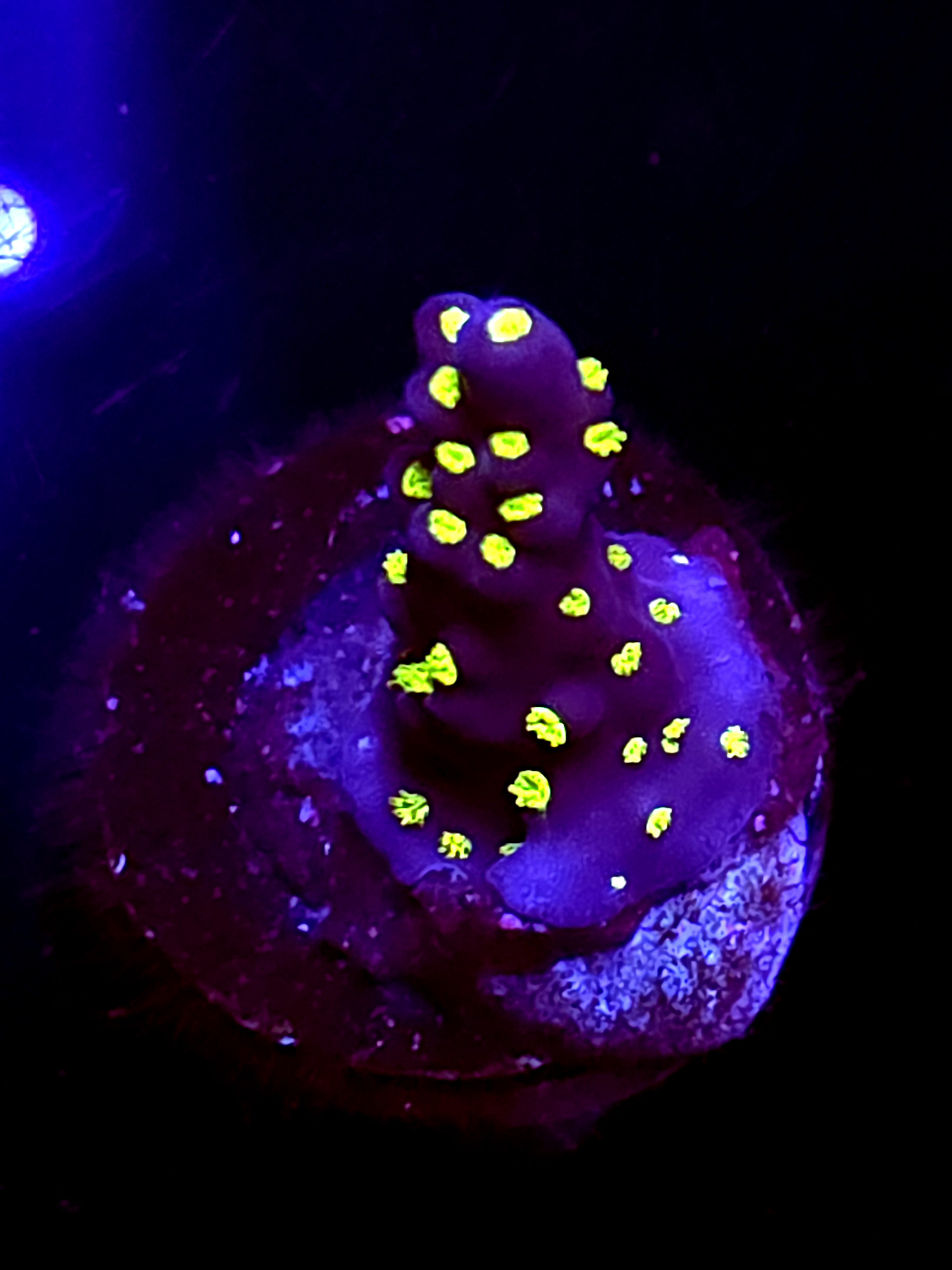 SBB "Mystery Signature" Acro Small Branch