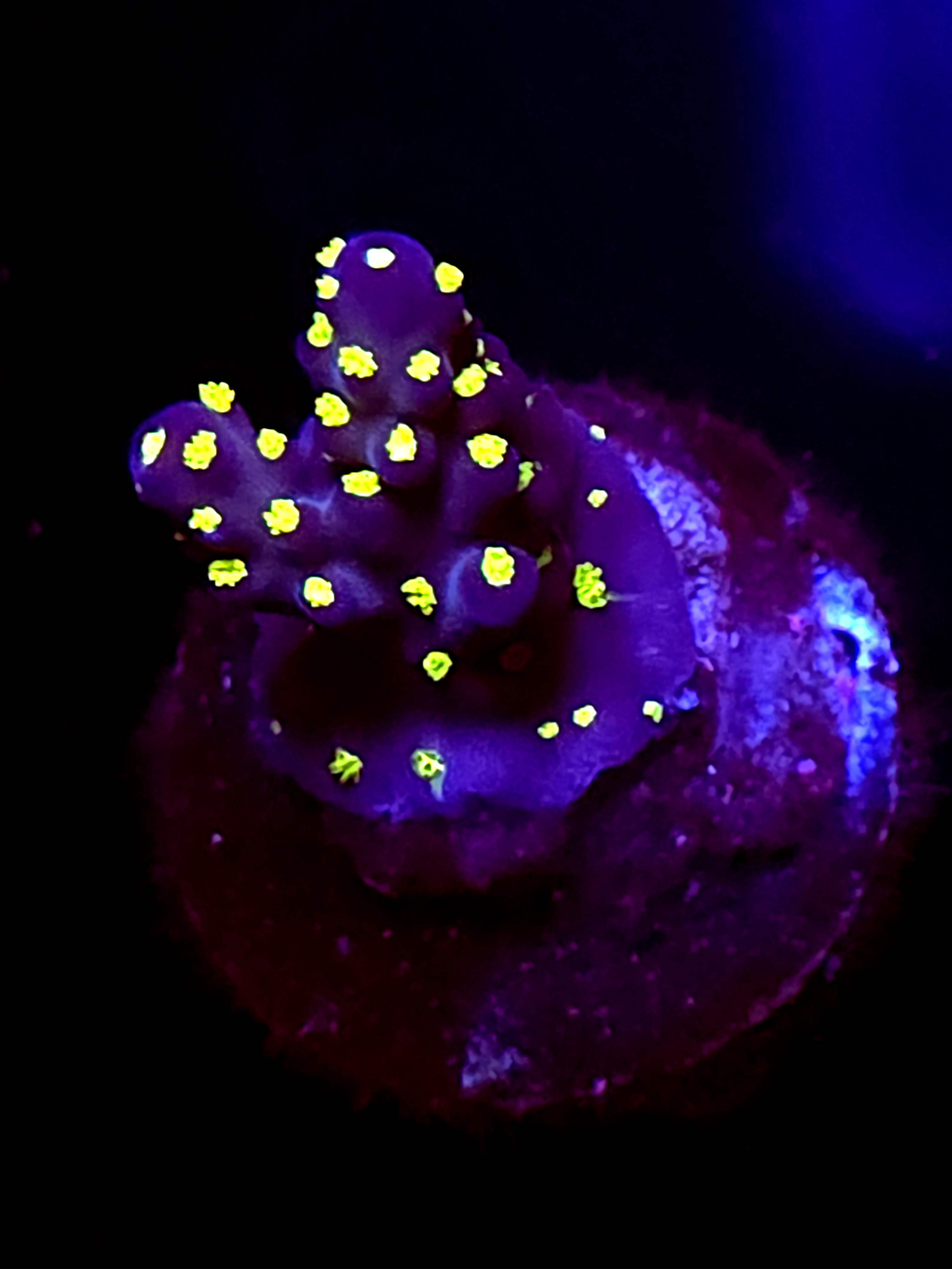 SBB "Light Saber" Acro Small 2 Branch