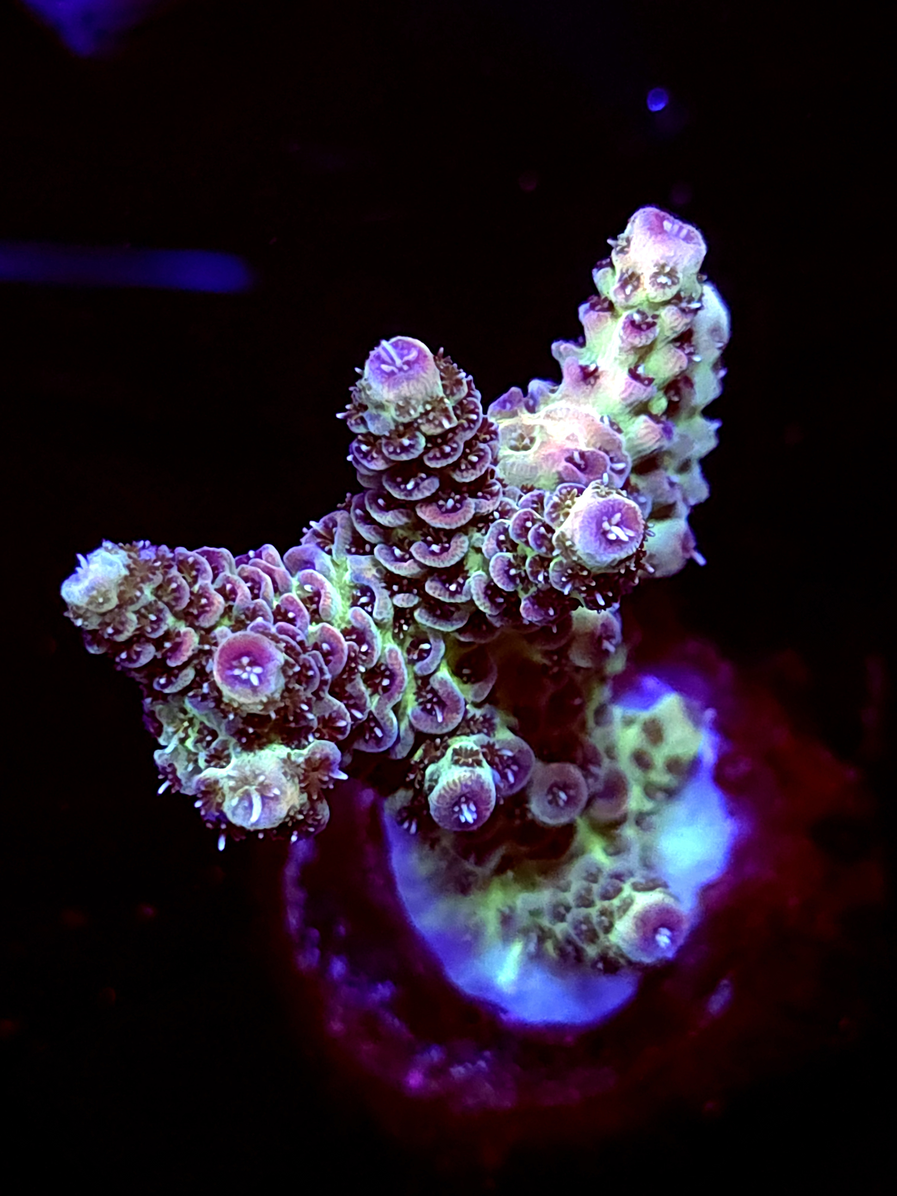 SBB "Taffy Drift" Acro Medium Multibranch