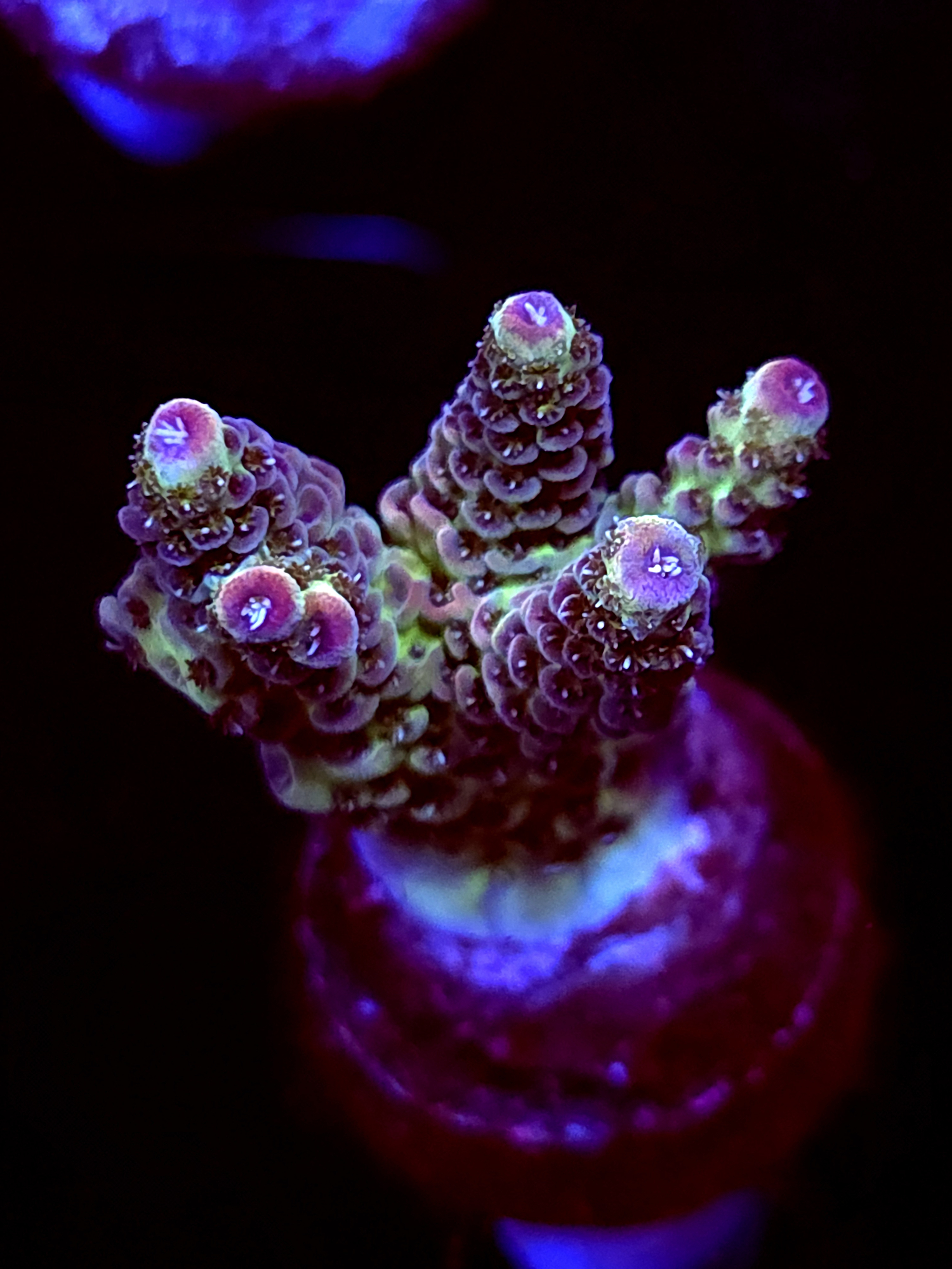 SBB "Taffy Drift" Acro Medium Multibranch