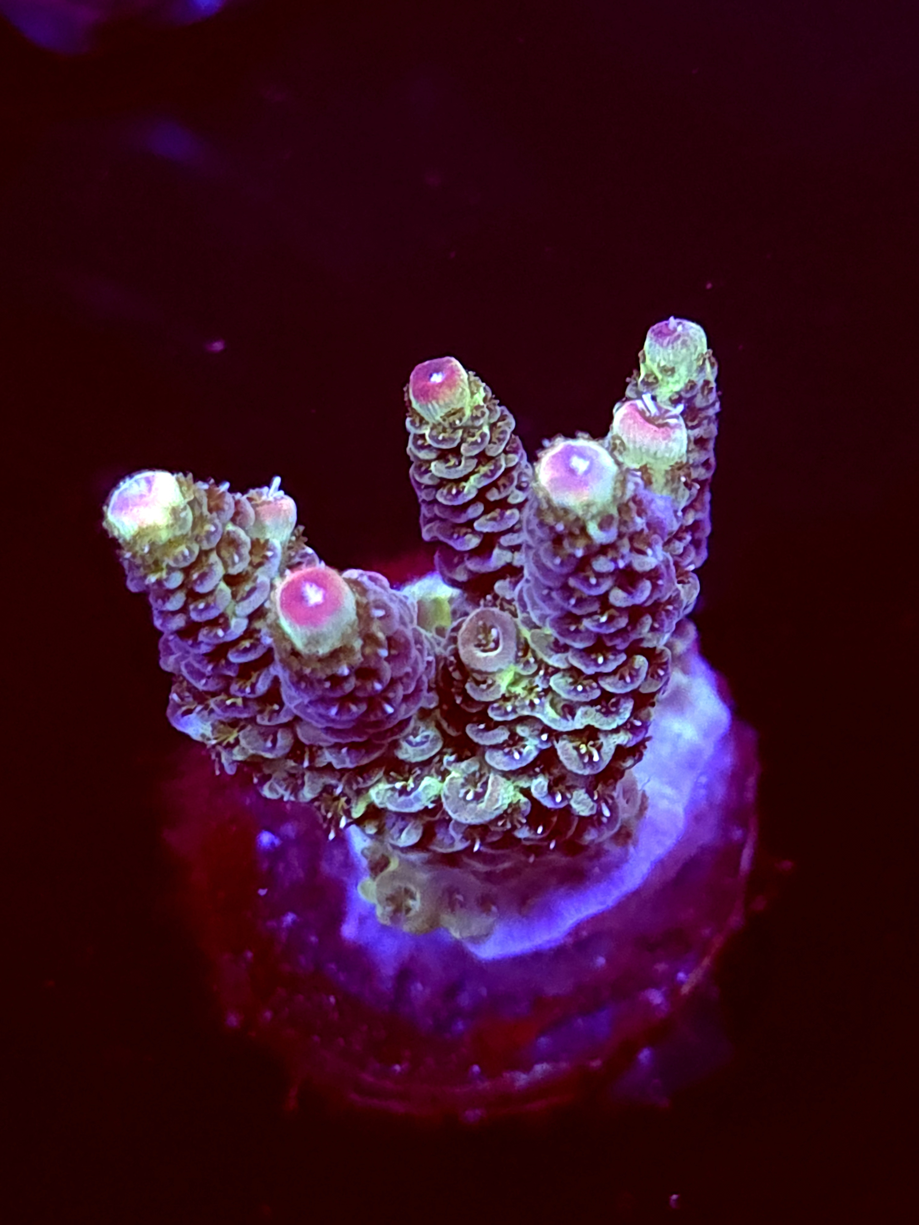 SBB "Mystery Signature" Acro Medium Multibranch