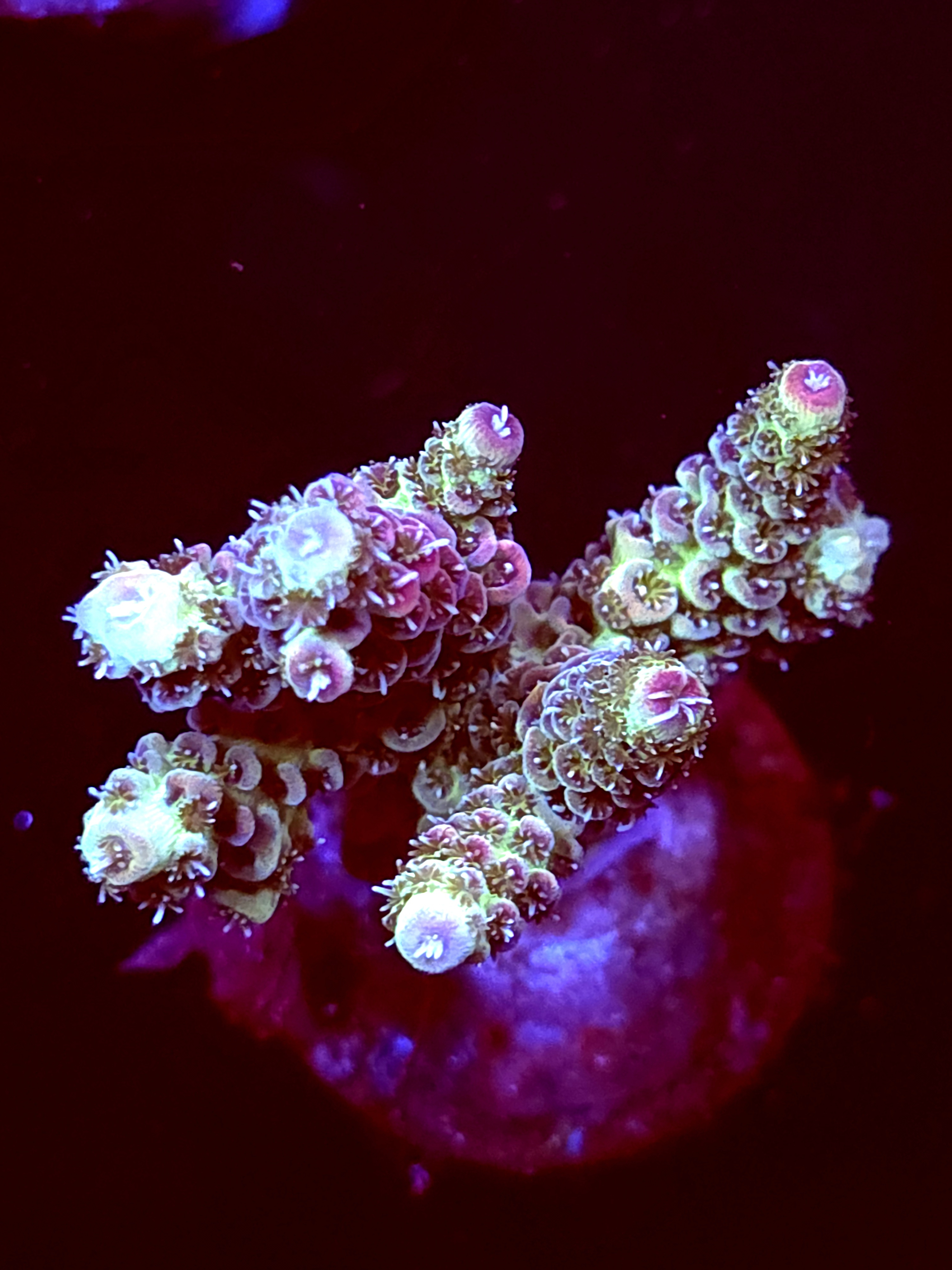 SBB "Taffy Drift" Acro Medium Multibranch