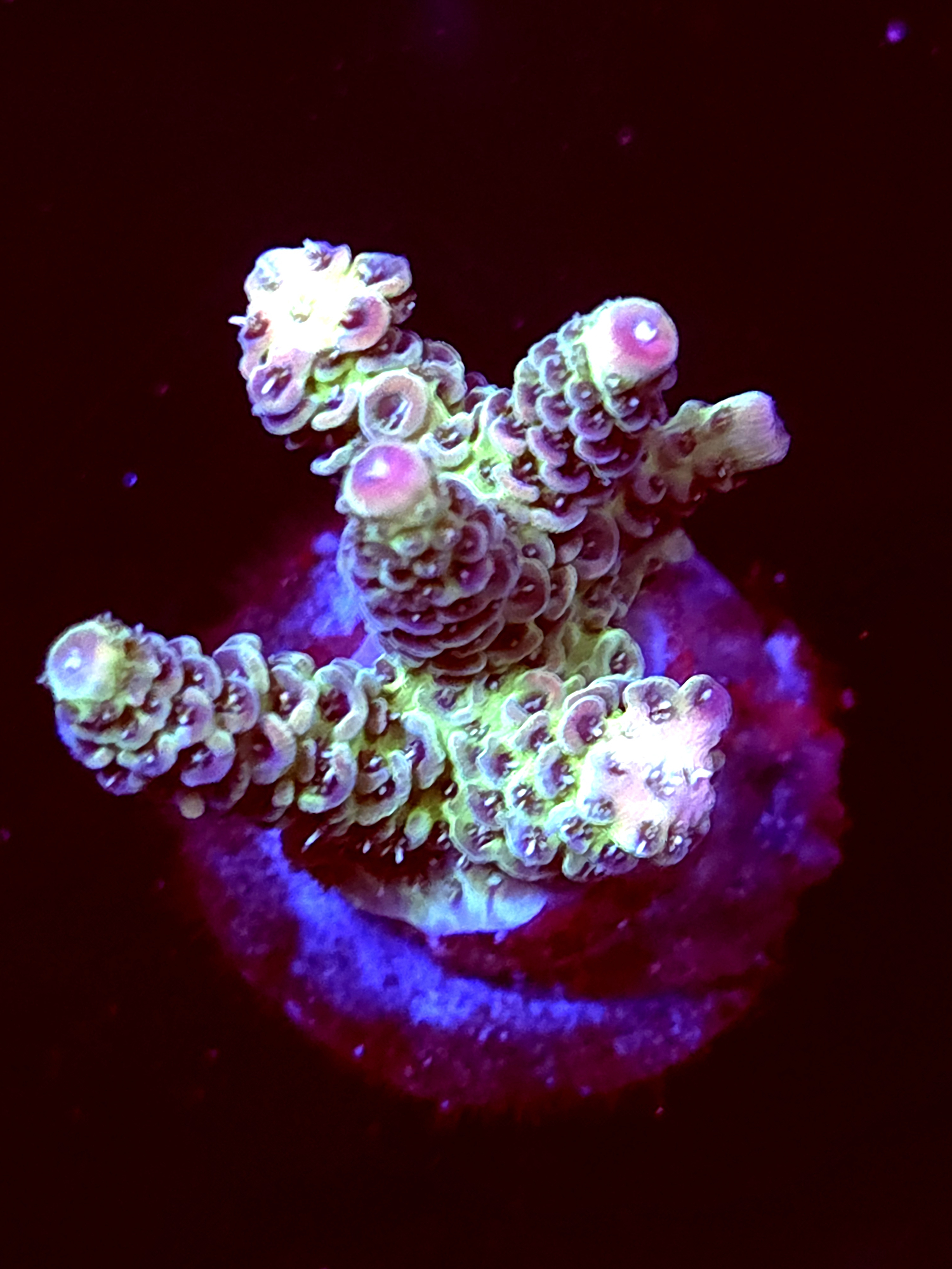 SBB "Taffy Drift" Acro Medium Multibranch