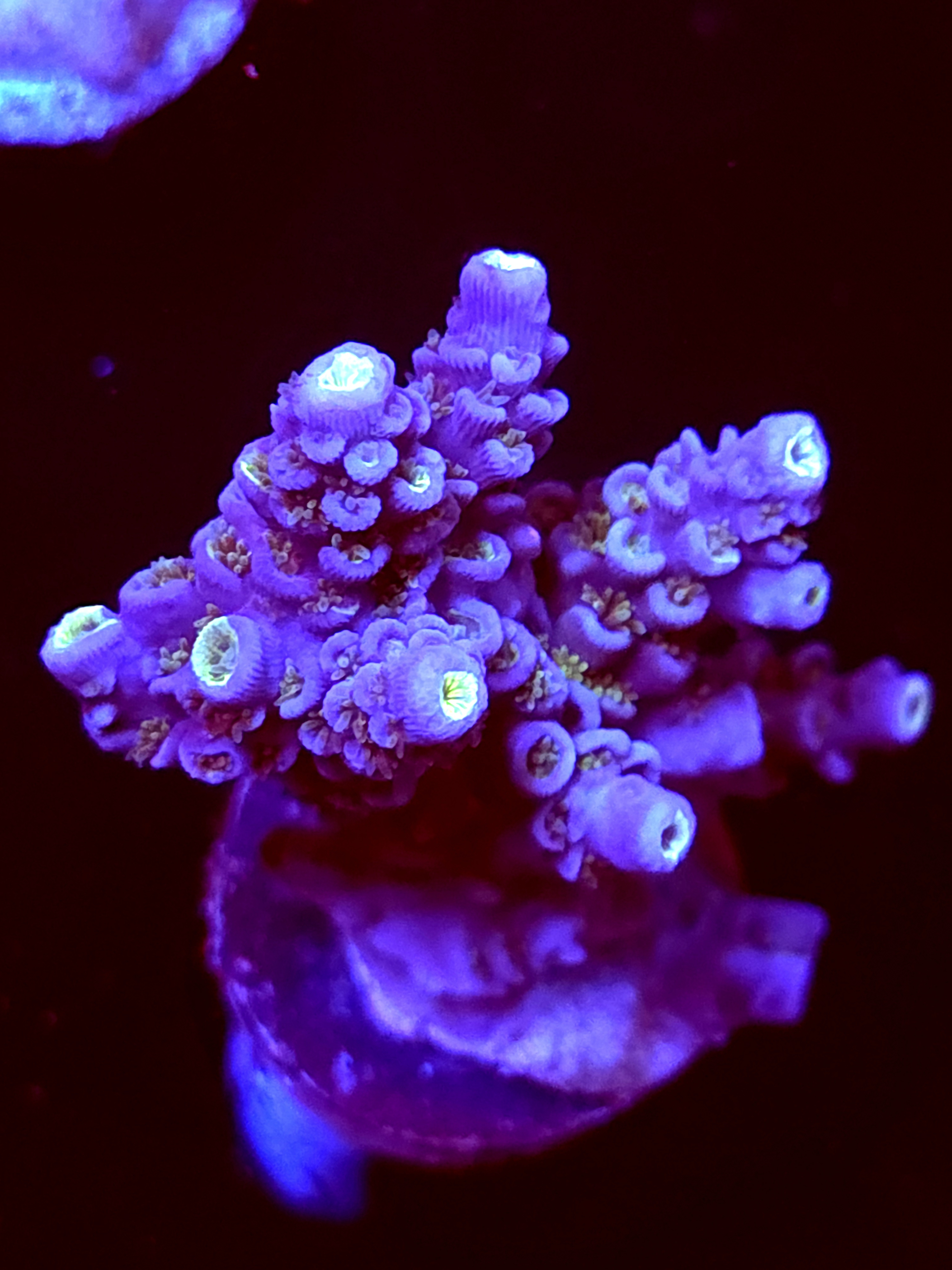 SBB "Mystery Signature" Acro Large Multibranch