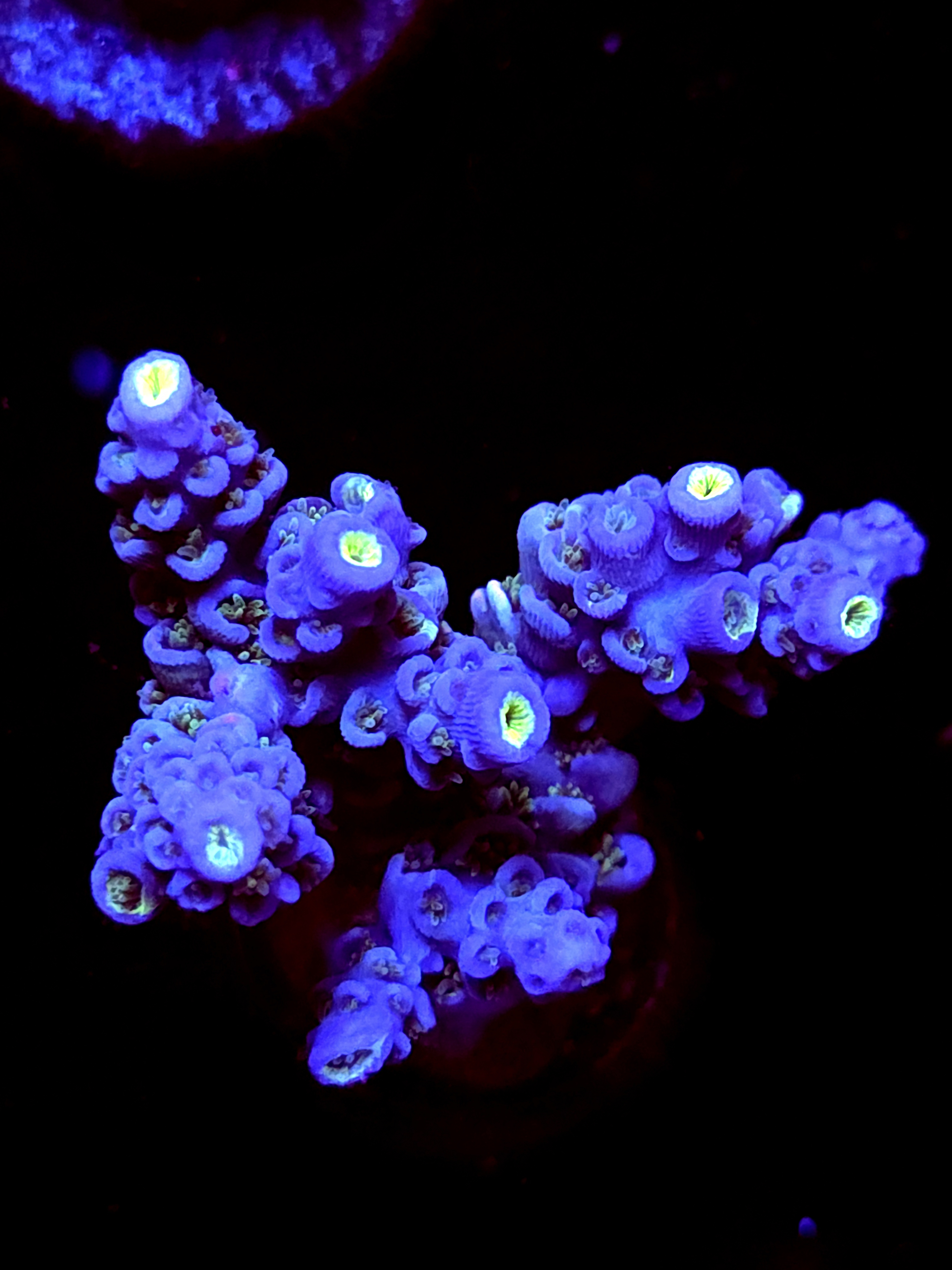 SBB "Gummy Vibe" Acro Large Multibranch