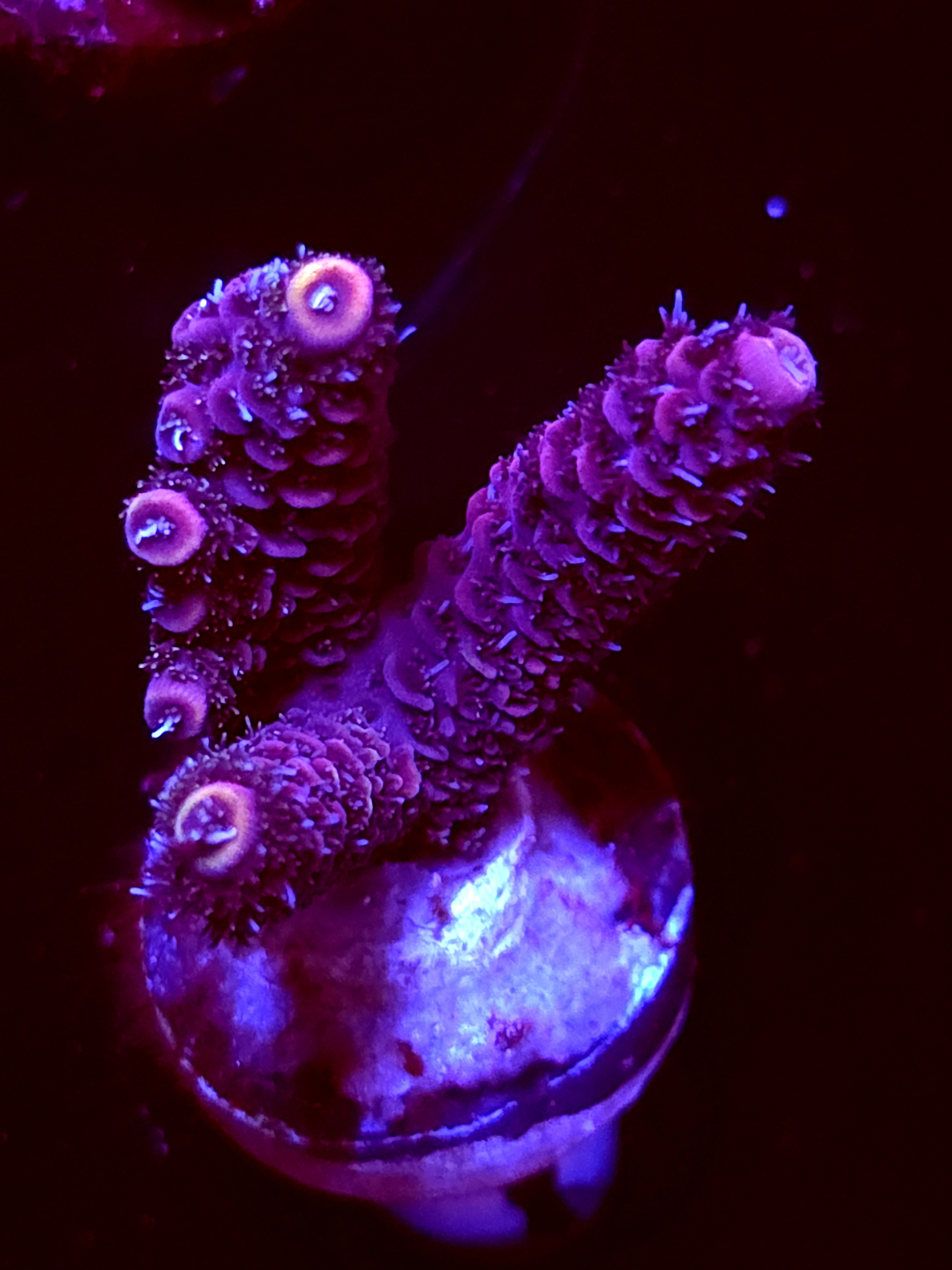 SBB "Cryo Star" Acro Medium 4+ Branch