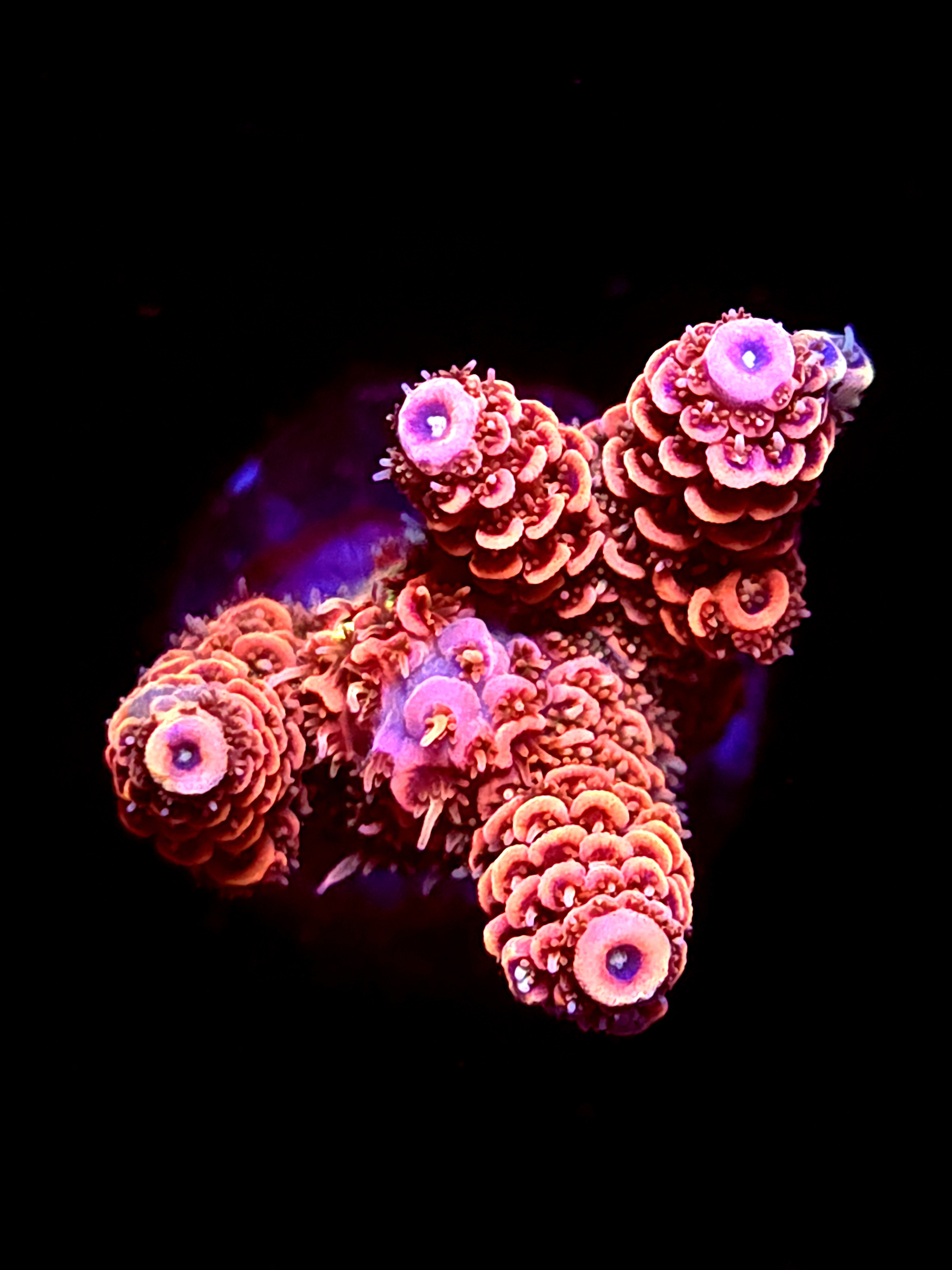 SBB "Mango Tango" Acro Medium Multibranch