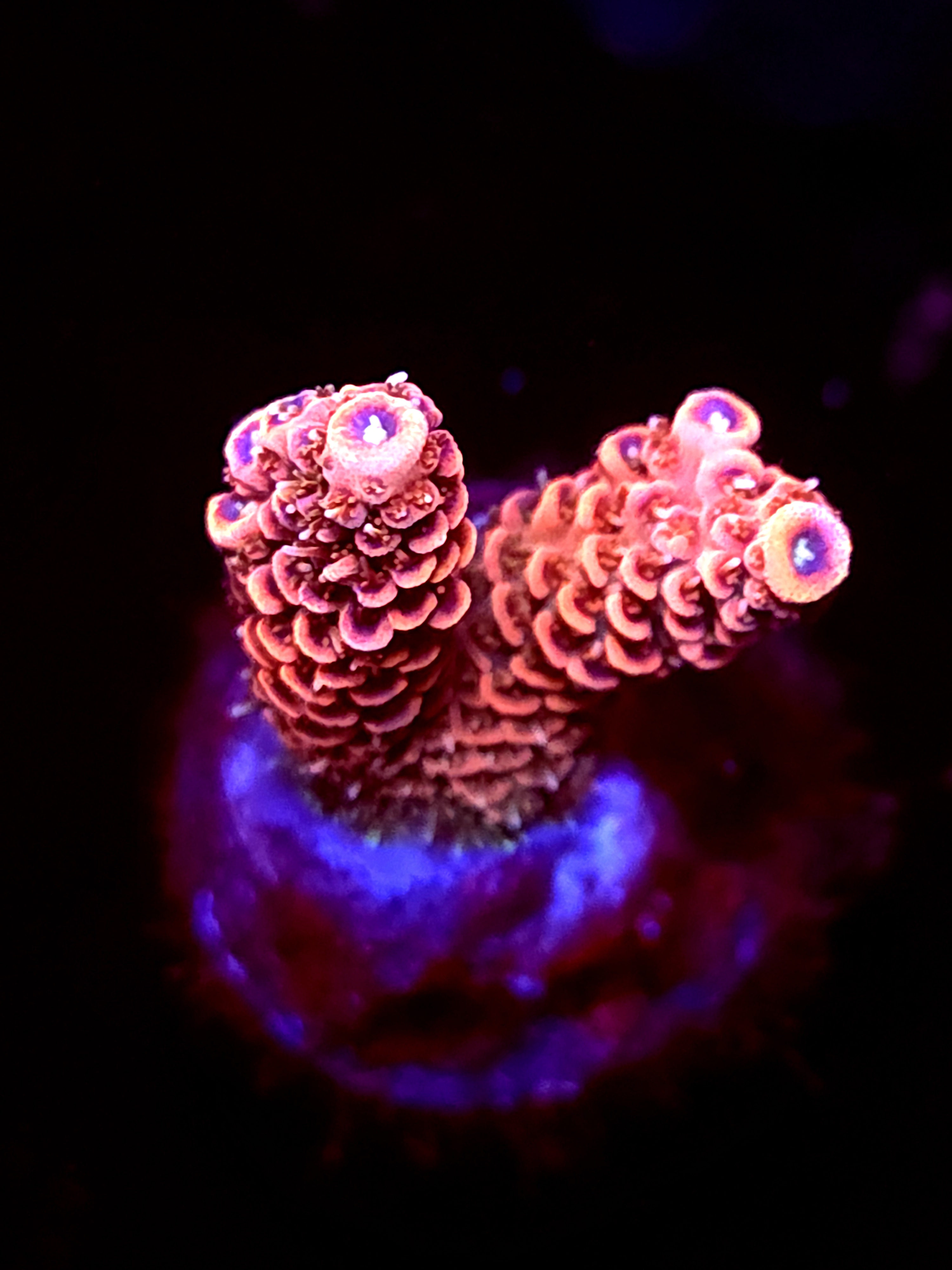 SBB "Mystery Signature" Acro Small 2 Branch