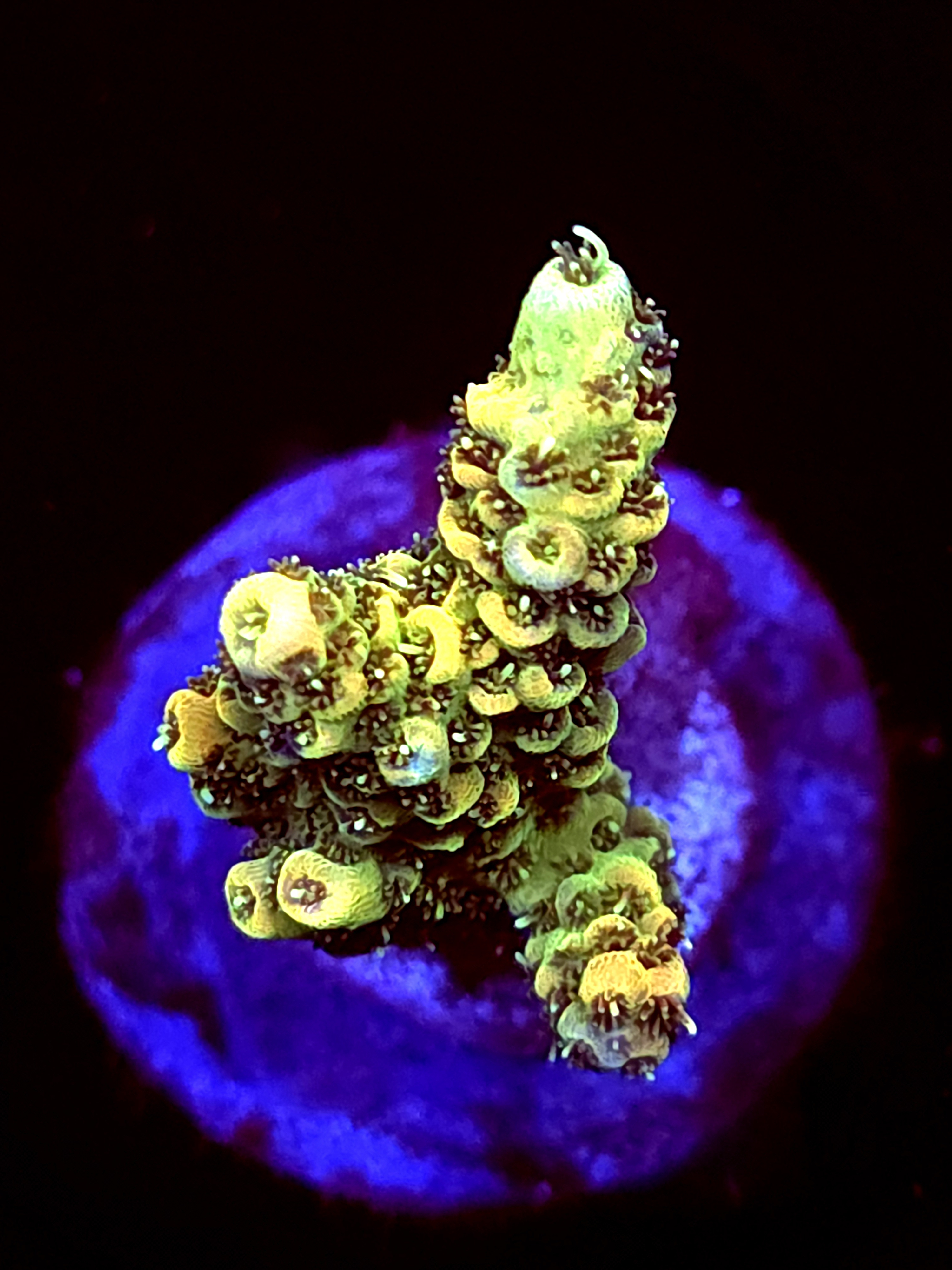 SBB "Surf Mist" Acro Small Branch