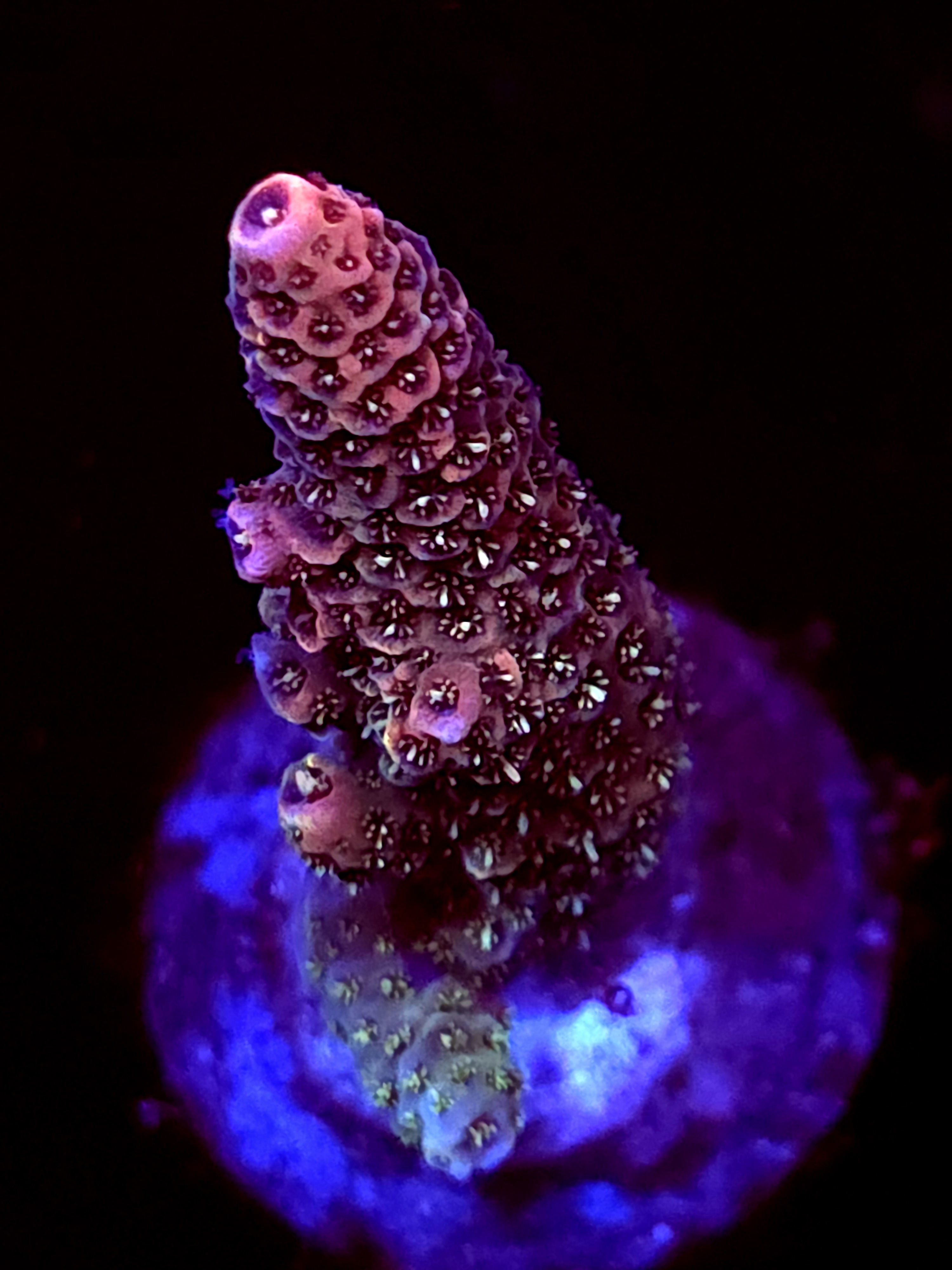 SBB "Mystery Signature" Acro Medium Branch