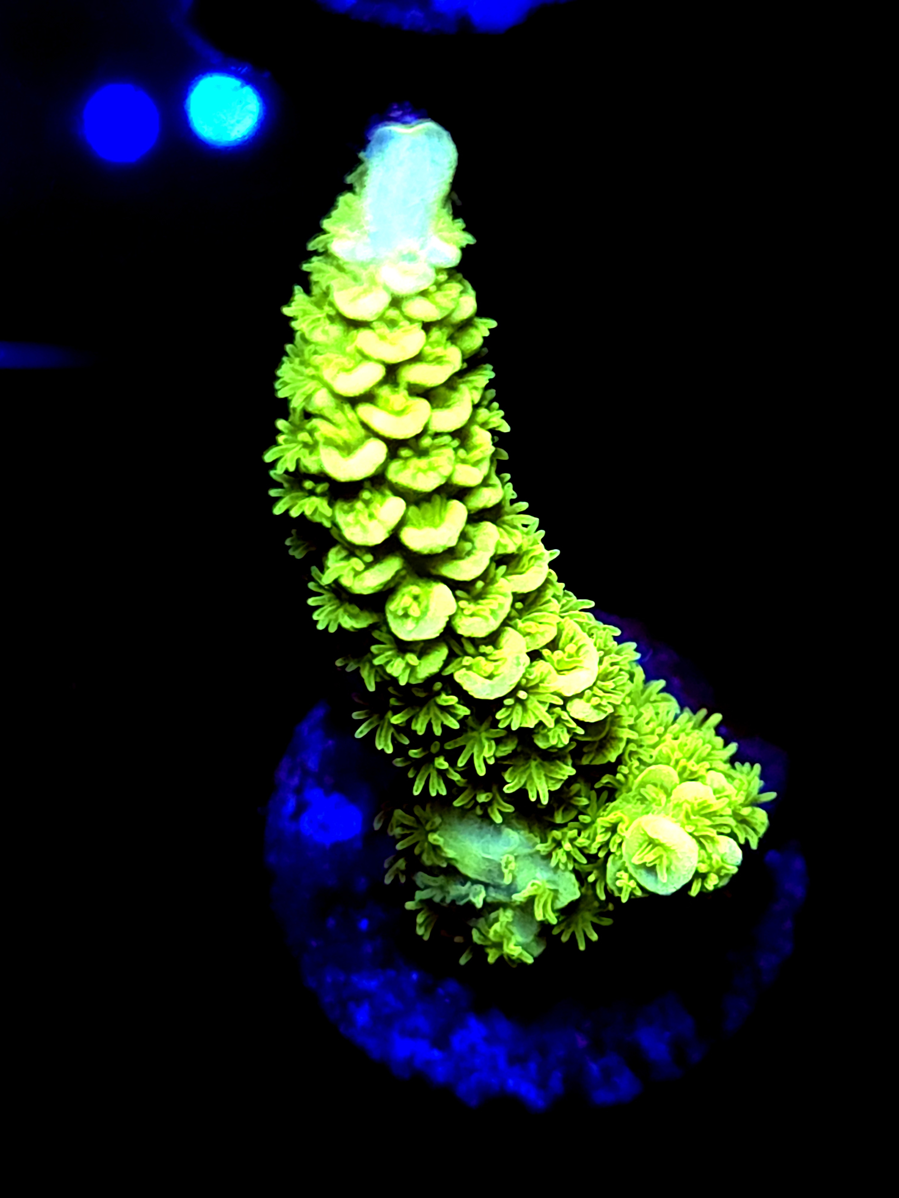 SBB "Mystic Tide" Acro Large Branch