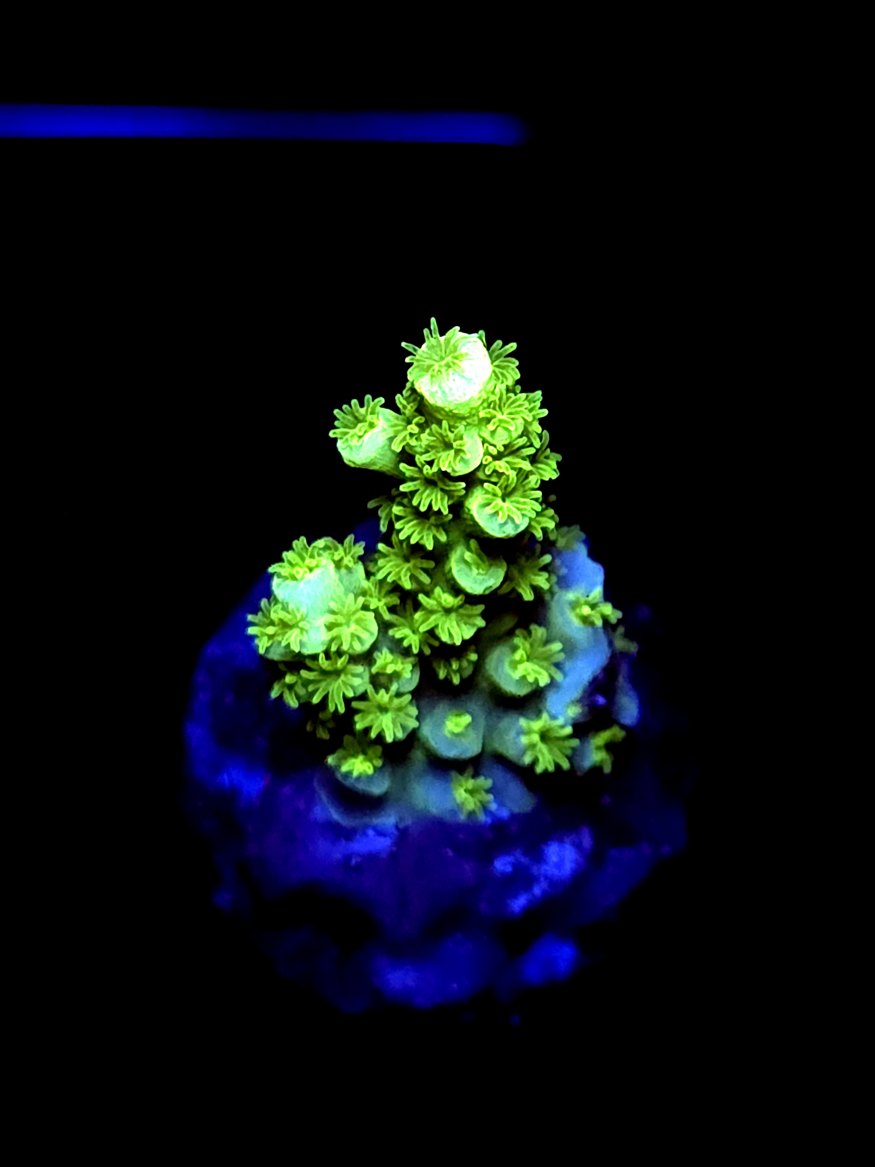 SBB "Mystic Tide" Acro Small Branch