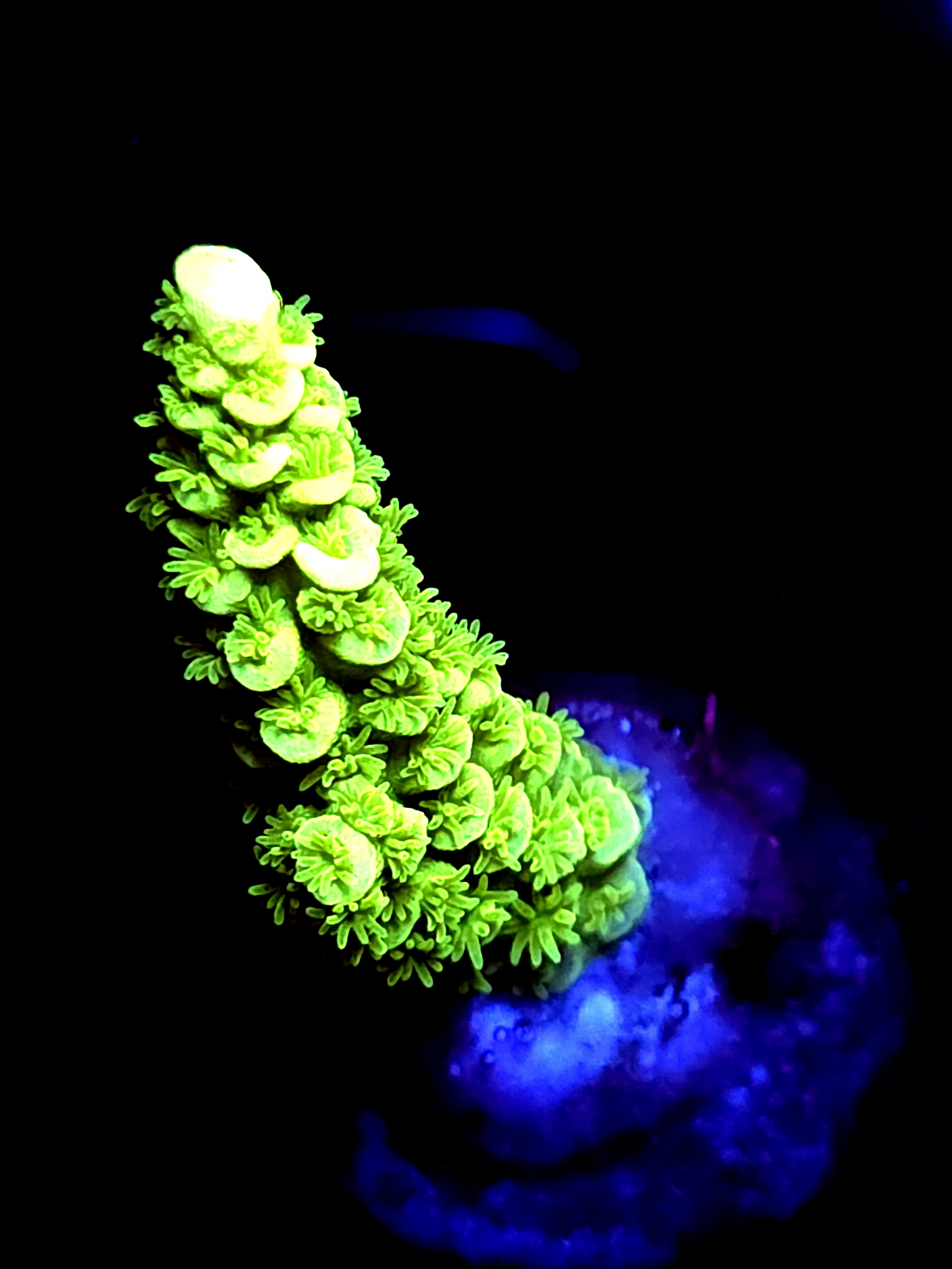 SBB "Mystery Signature" Acro Medium Branch