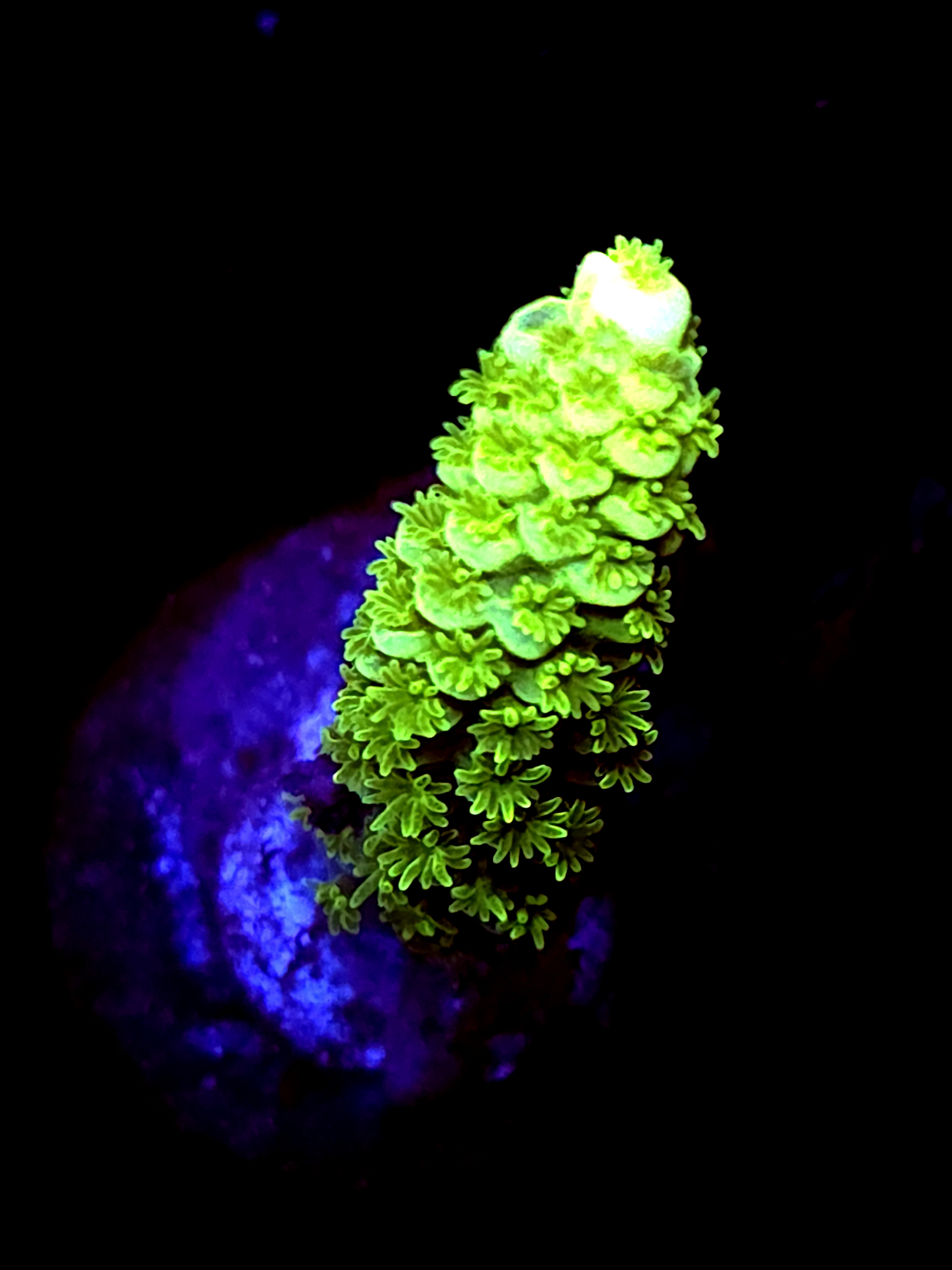 SBB "Mystic Tide" Acro Medium Branch