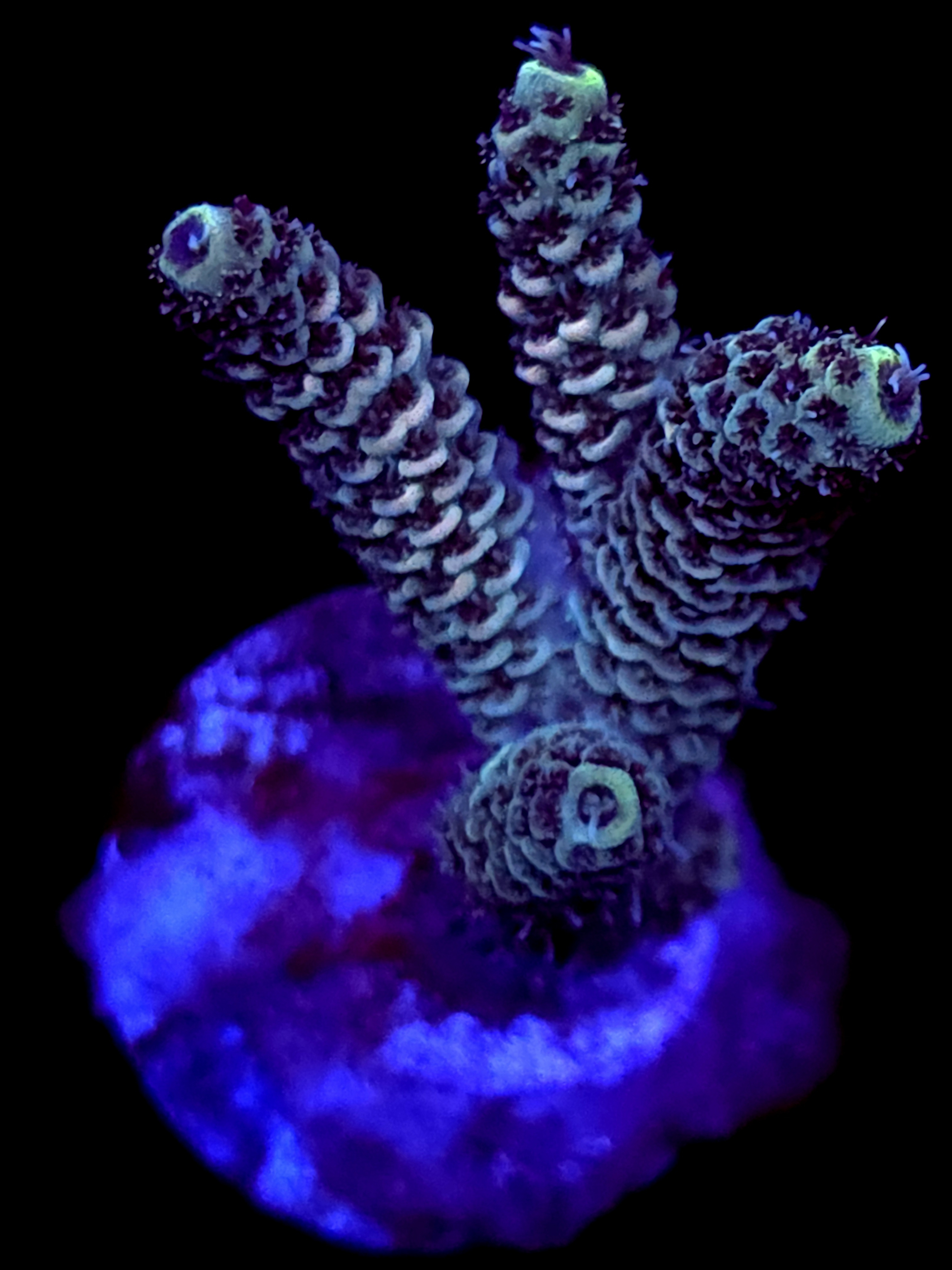 SBB "Meteor Burst" Acro Medium Multibranch