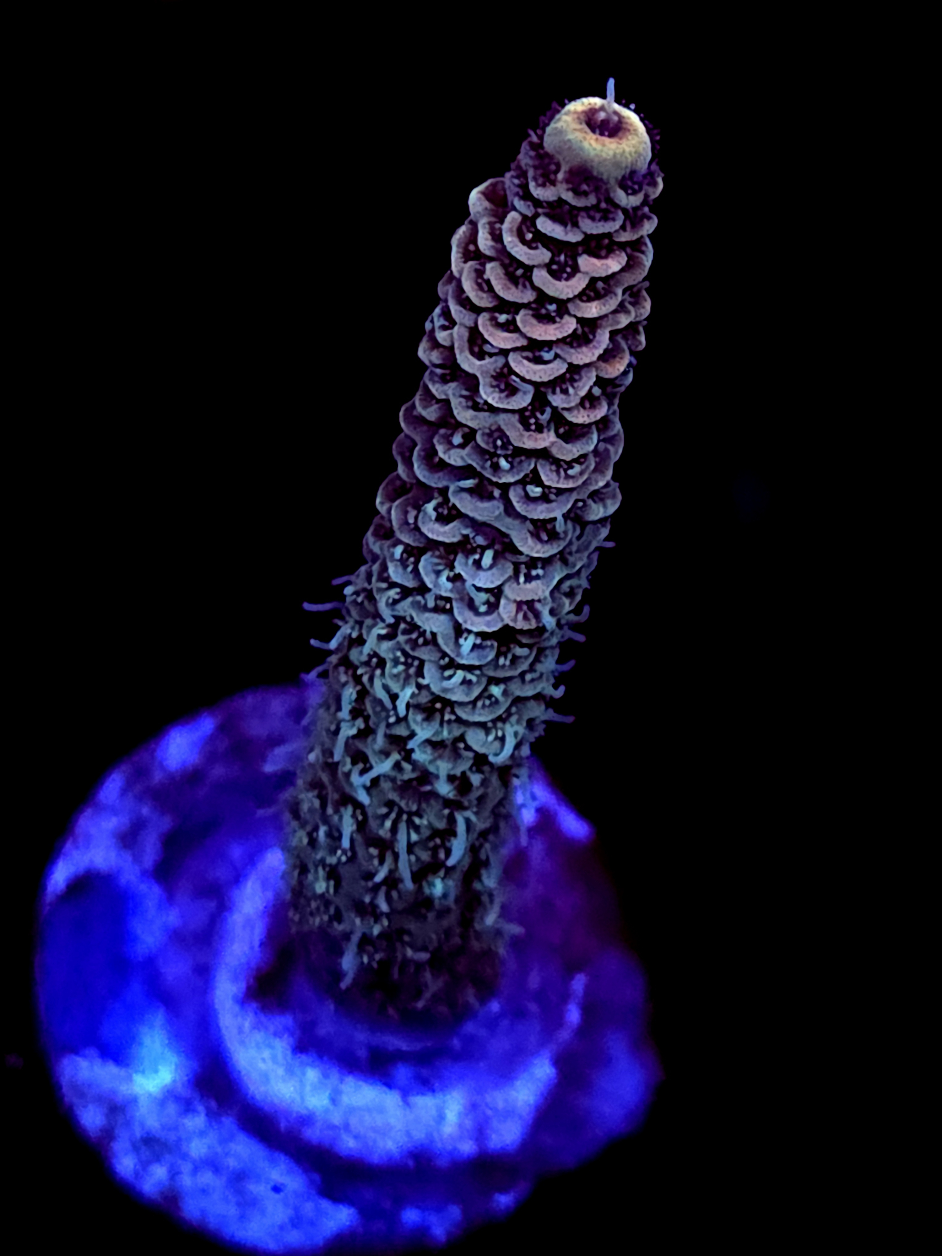 SBB "Mystery Signature" Acro Medium Multibranch