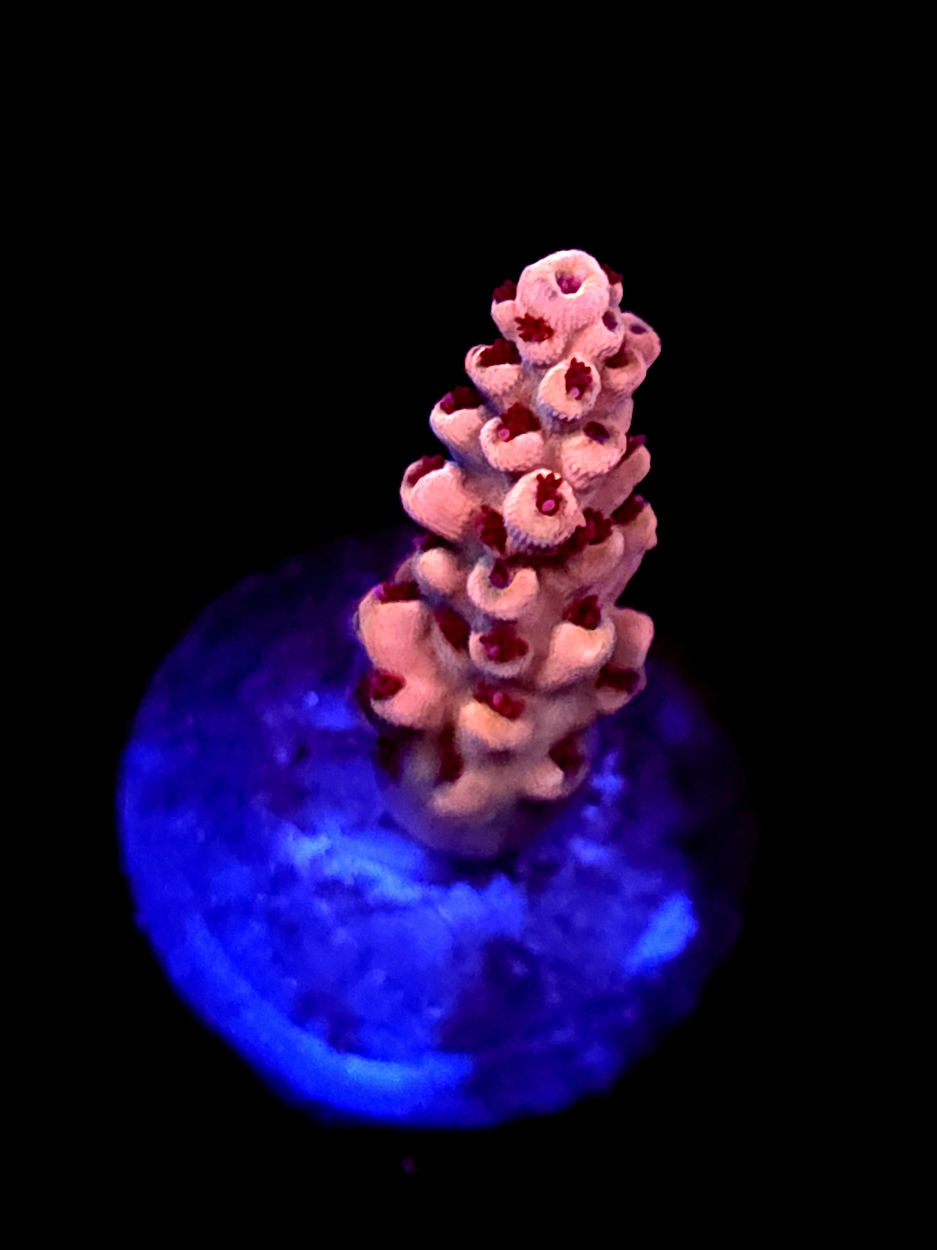 SBB "Coral Vortex" Acro Medium Branch