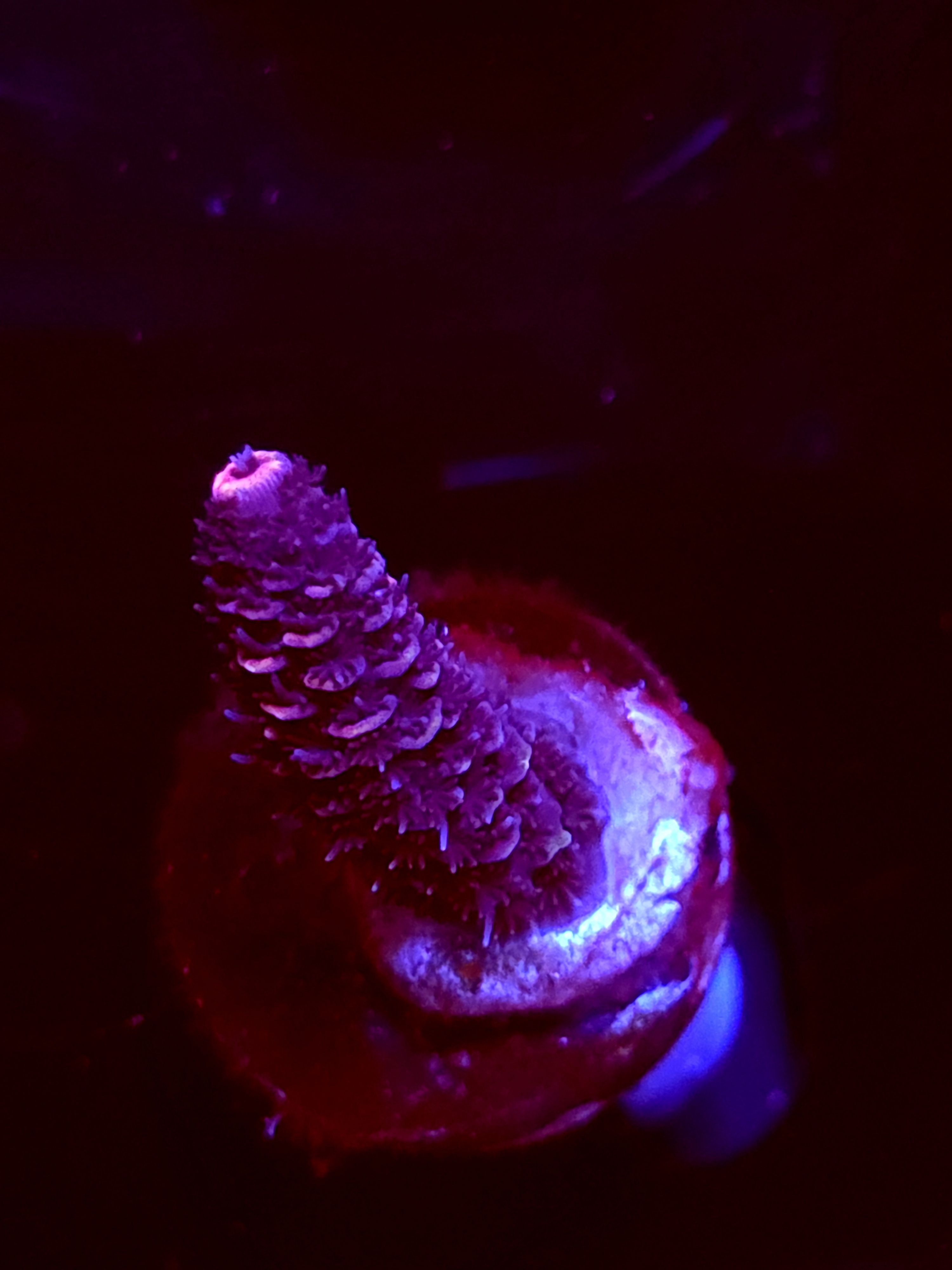 SBB "Cryo Star" Acro Small