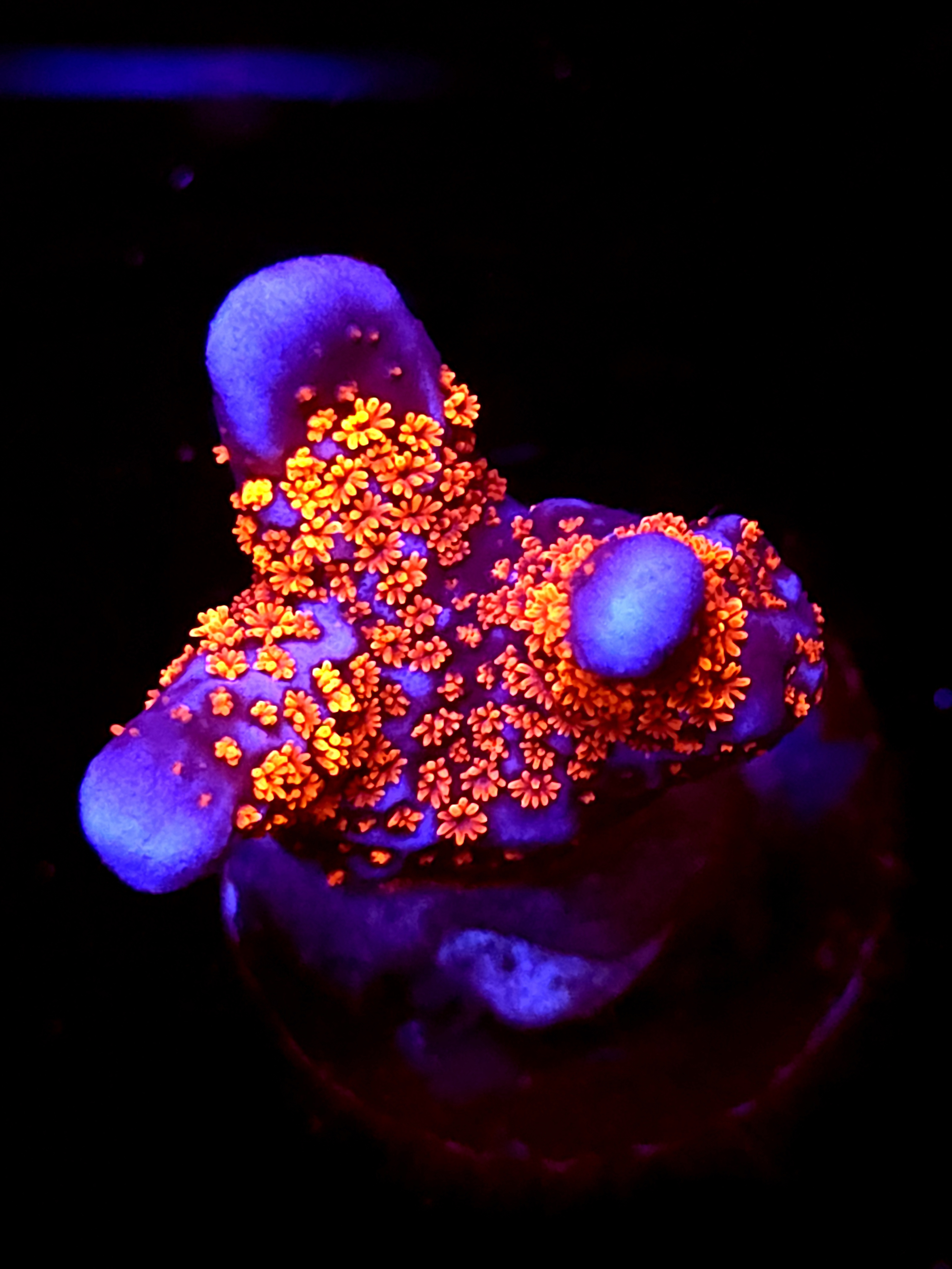 SBB "Bubble Digi" Acro Medium 3 Branch