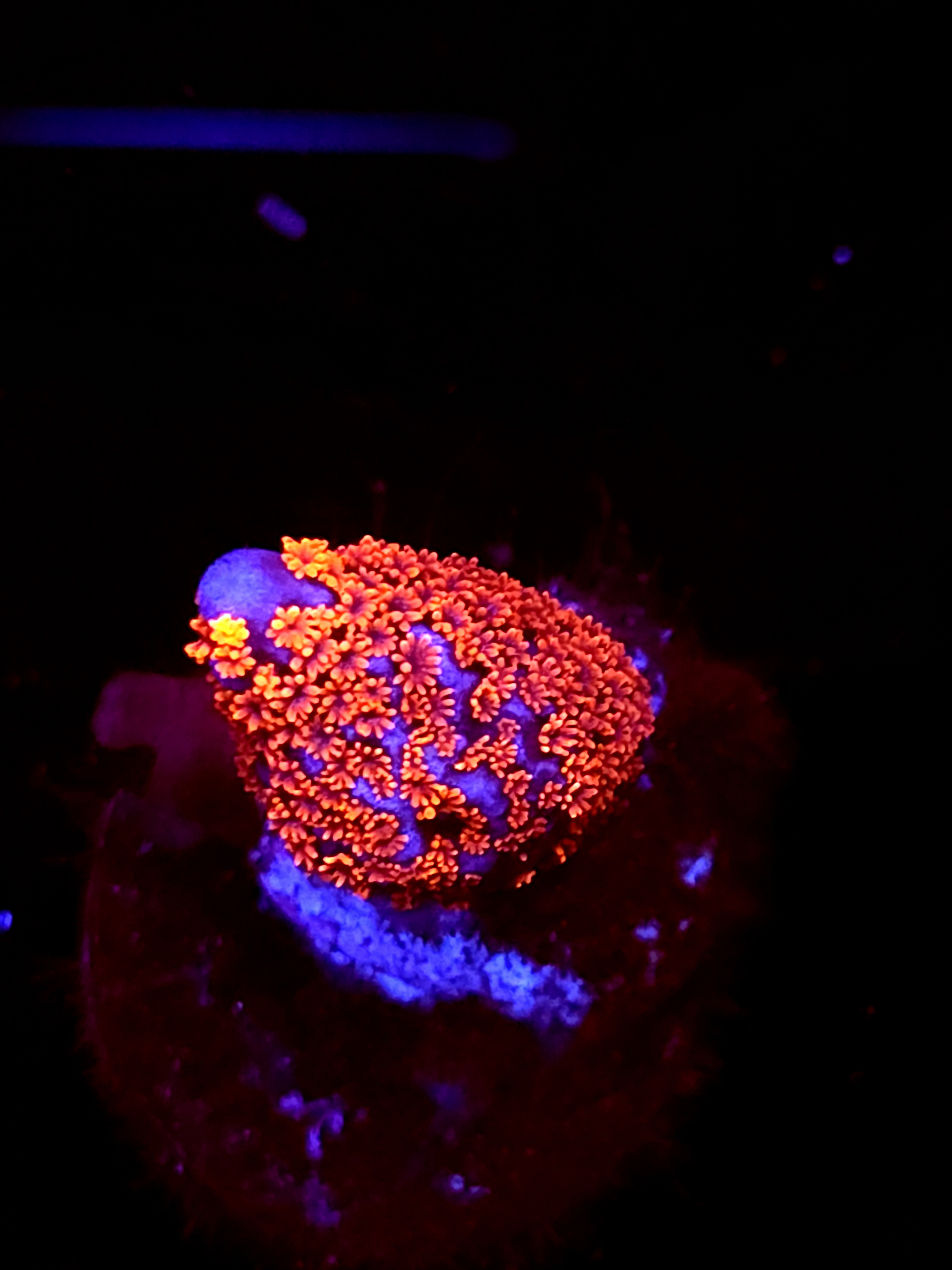 SBB "Bubble Digi" Acro Small Branch