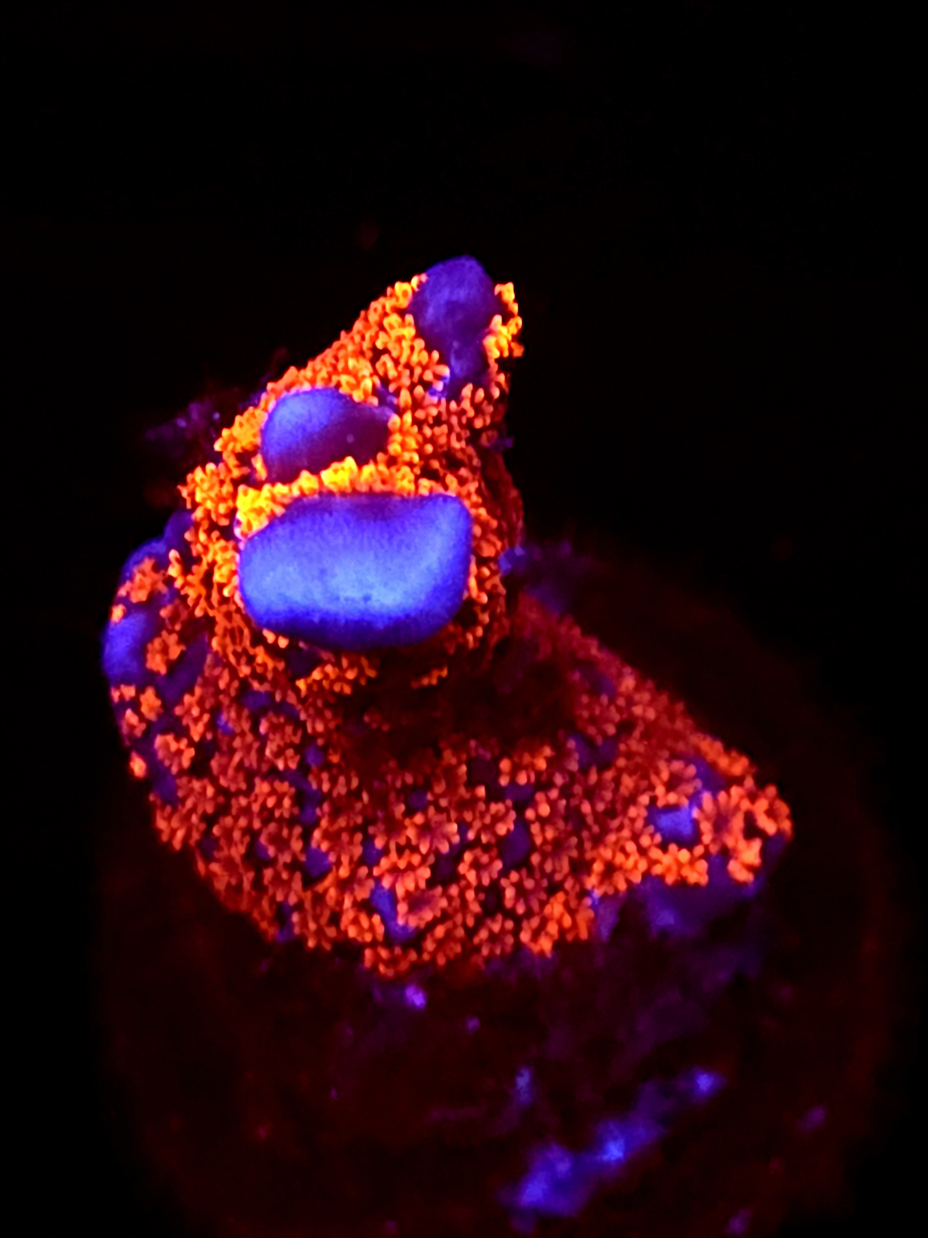 SBB "Bubble Digi" Acro Small Branch