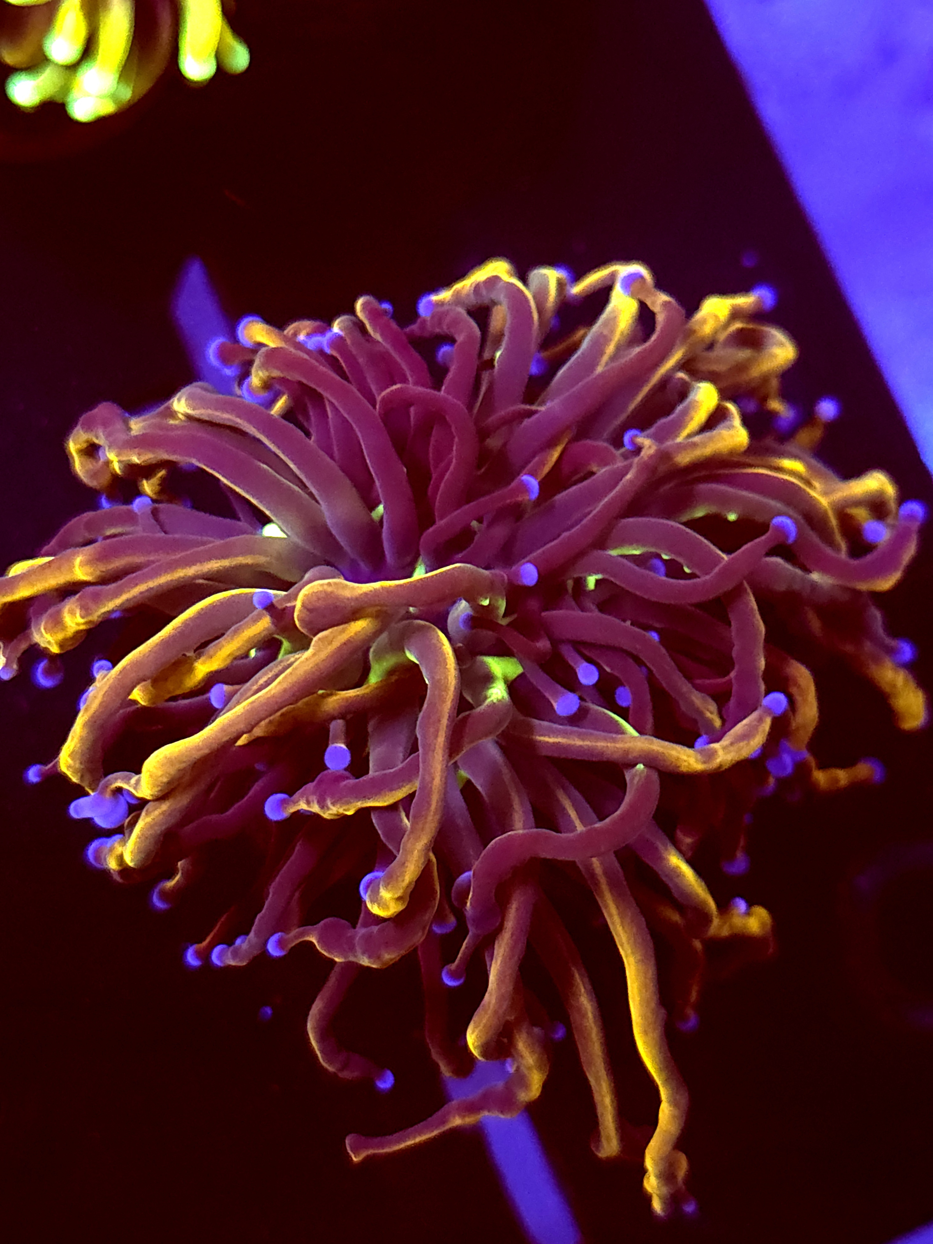 SBB " New York Nicks' Torch