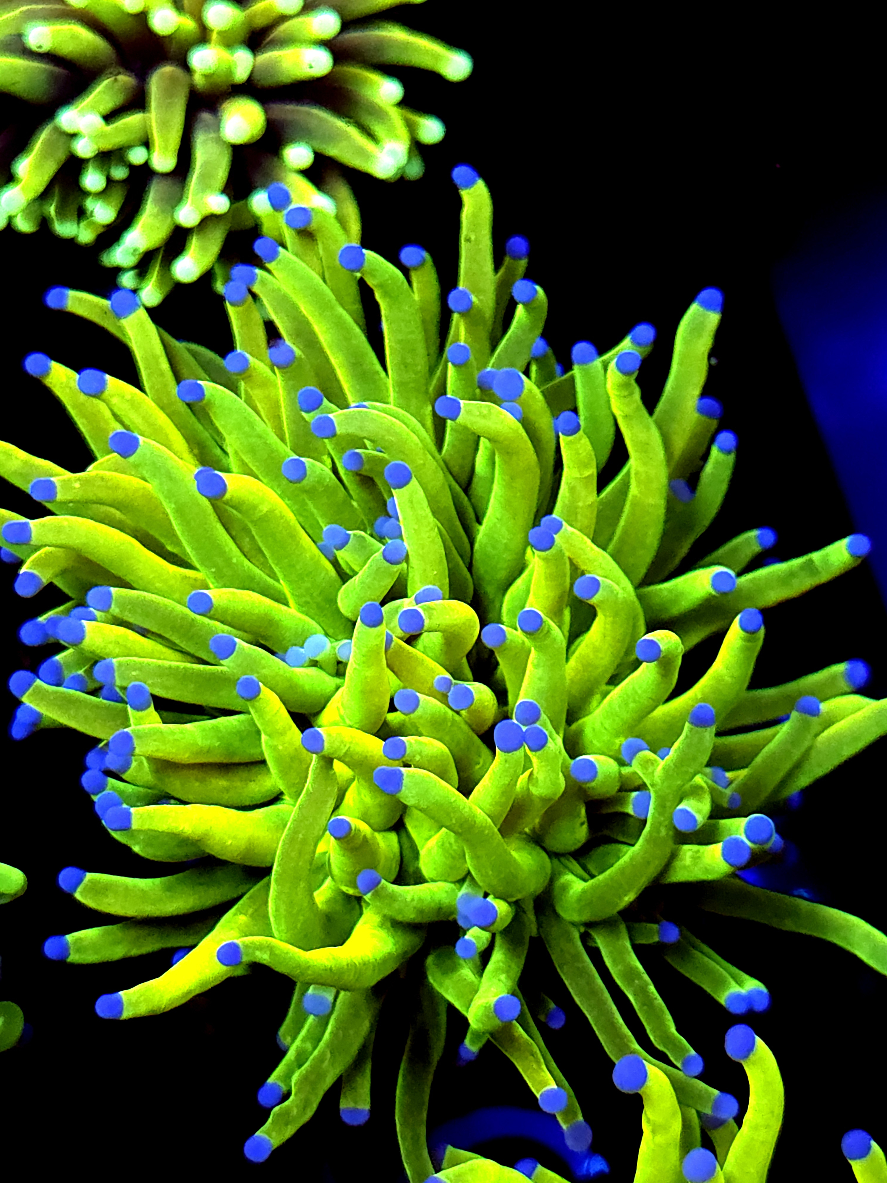 SBB " Bright af" Holy grail