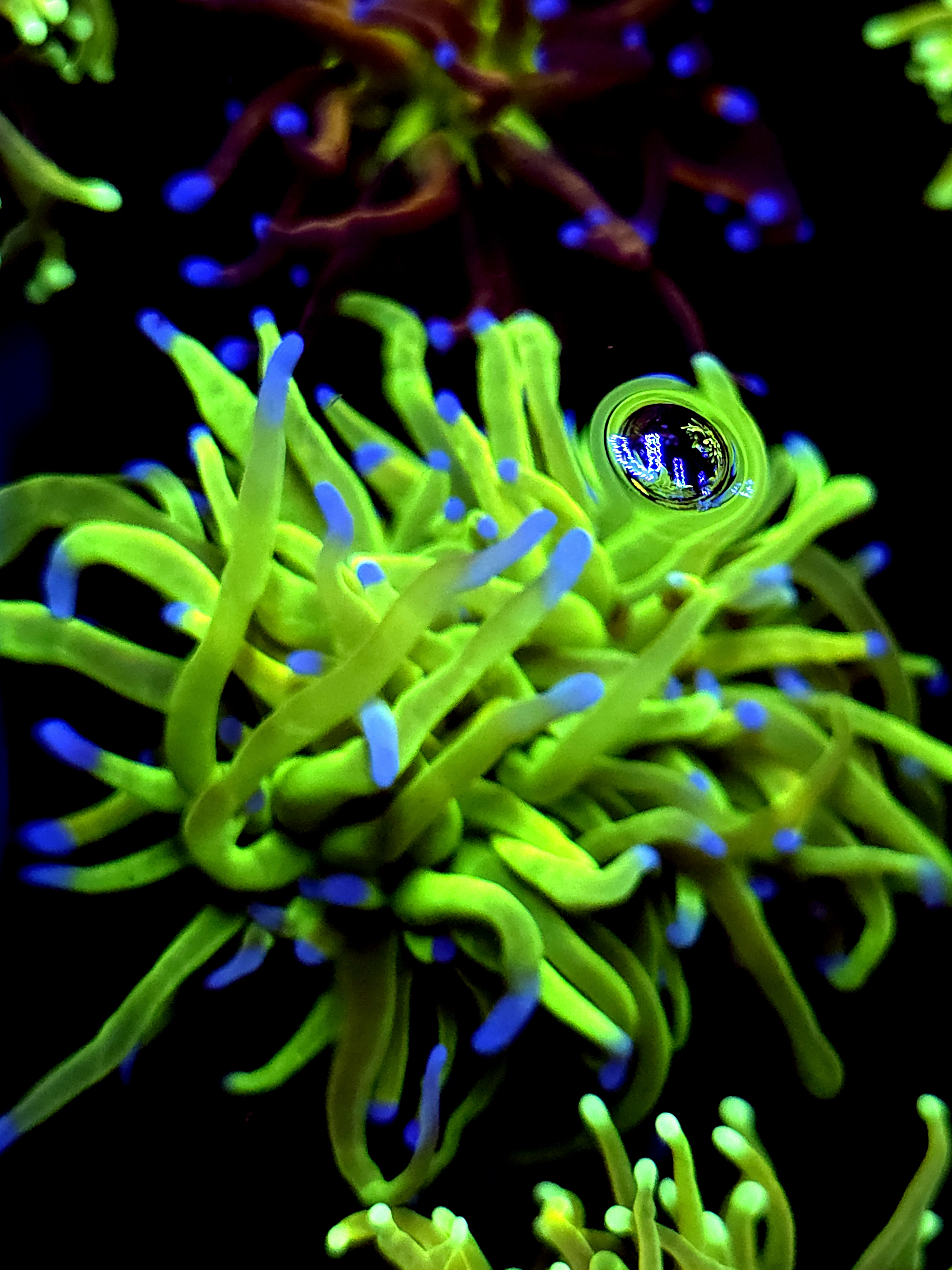 SBB " Nicholodian" Torch