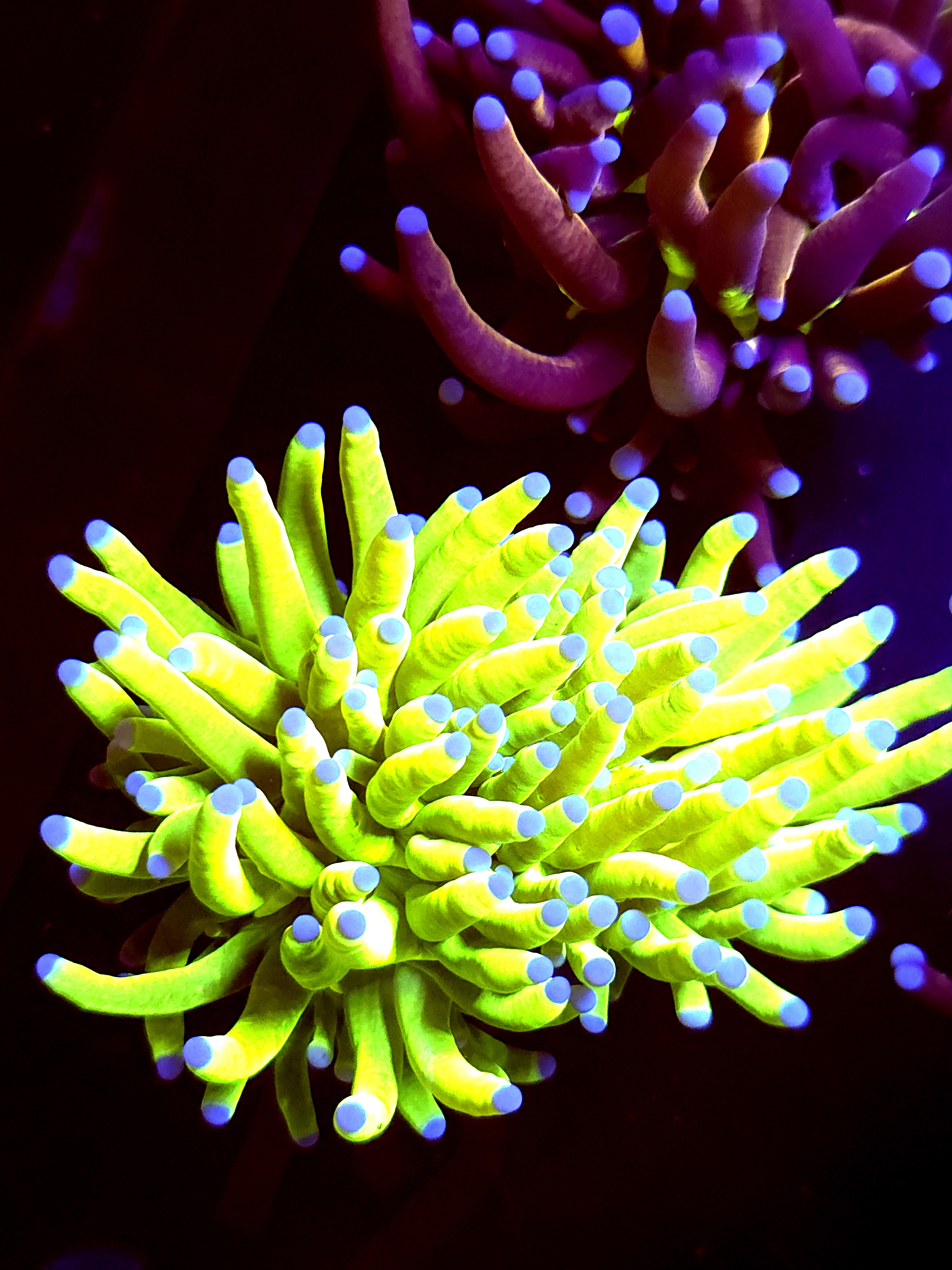 SBB " Bright af" Holy grail