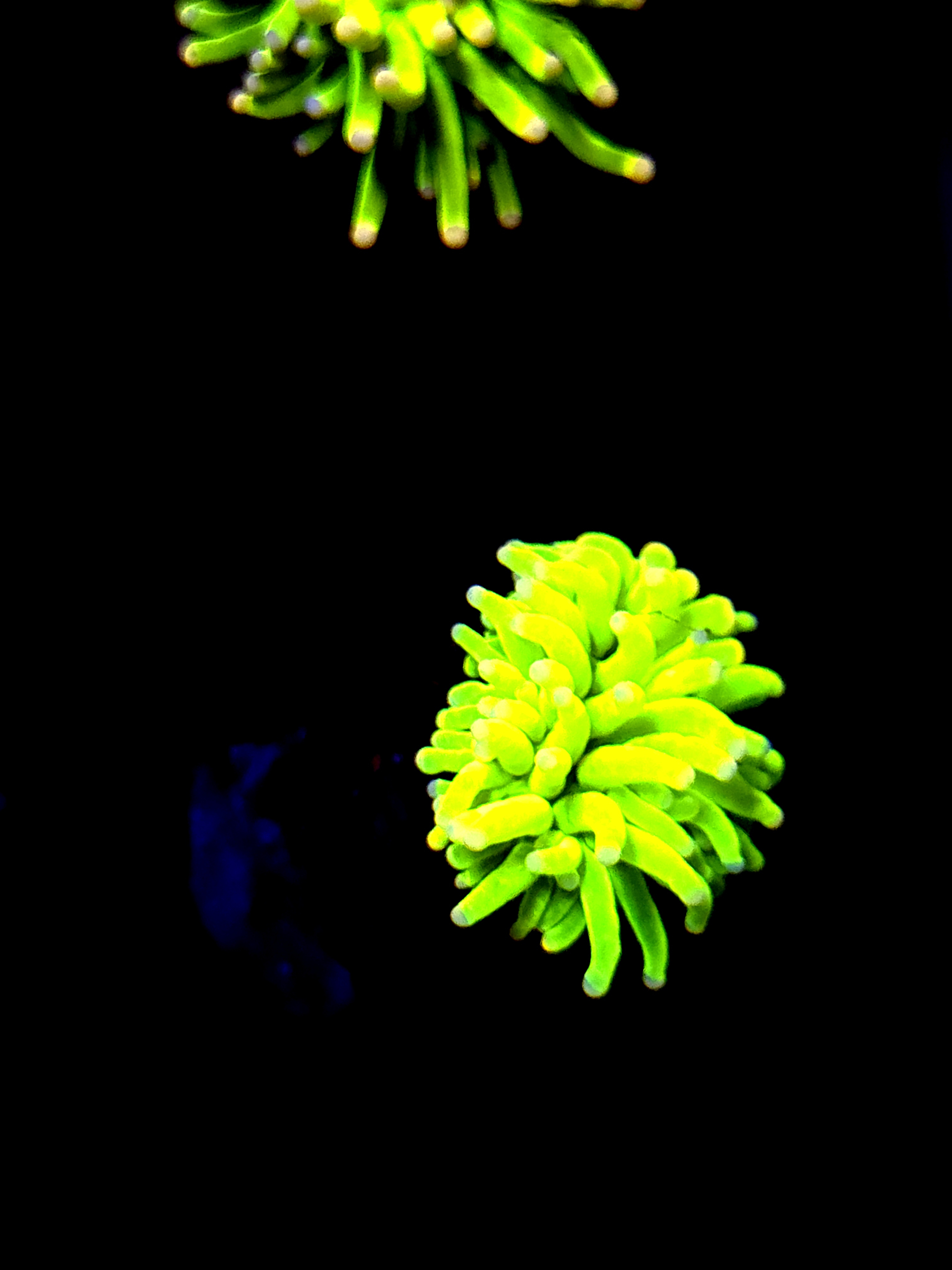 SBB " Lava Monster" Baby size