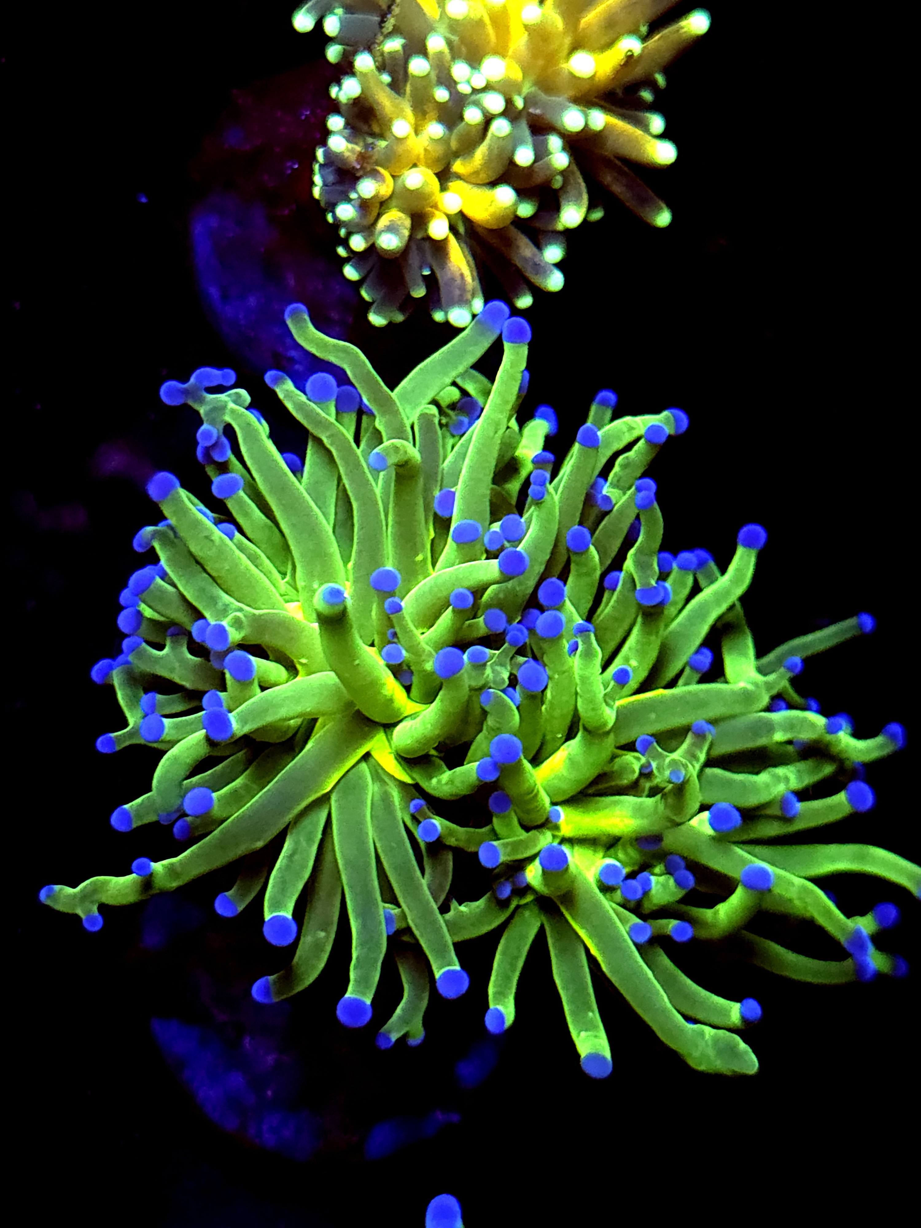 SBB " Nicholodian" Torch