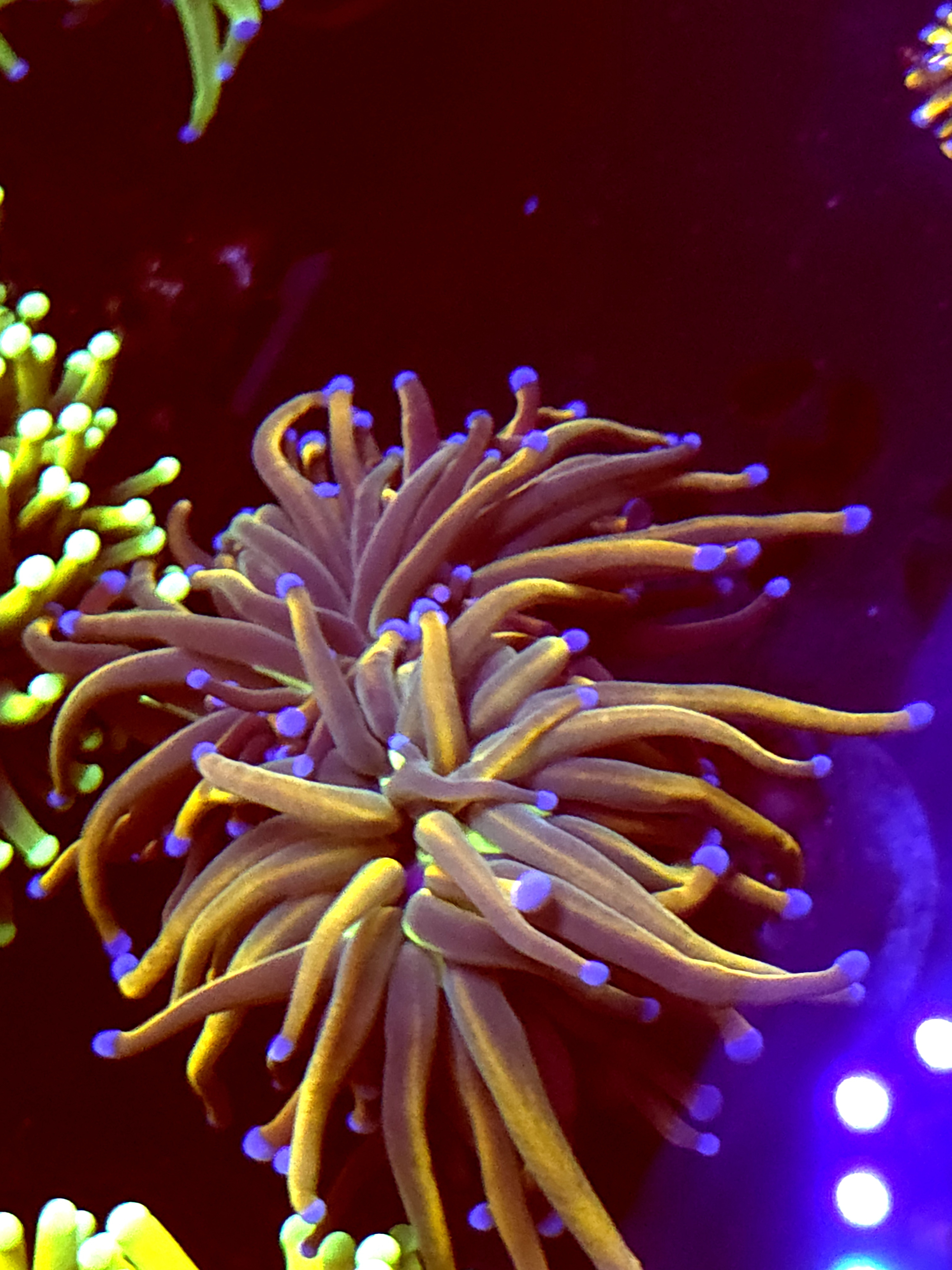 SBB " New York Nicks' Torch