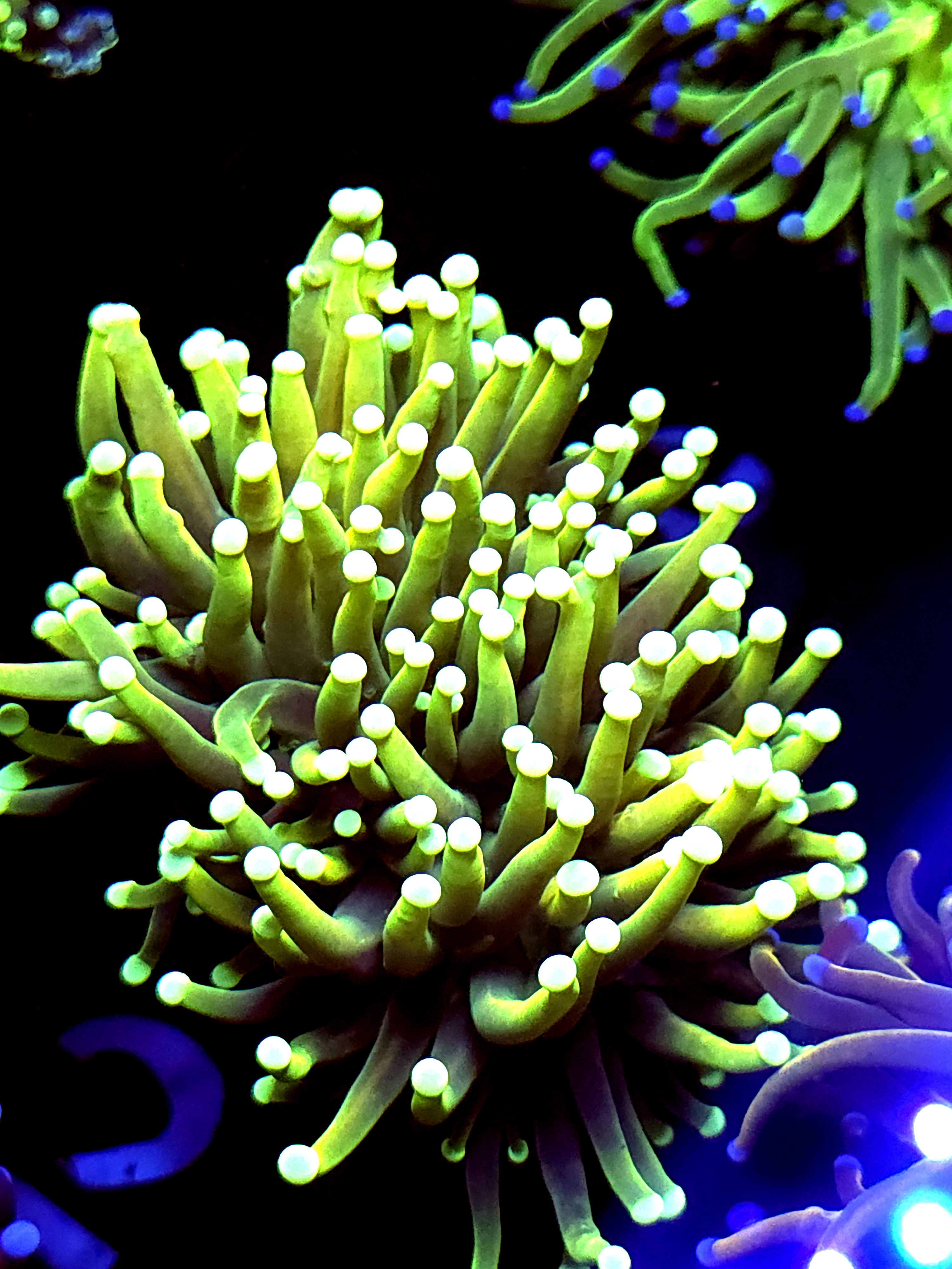 SBB " Green Hulk" Torch