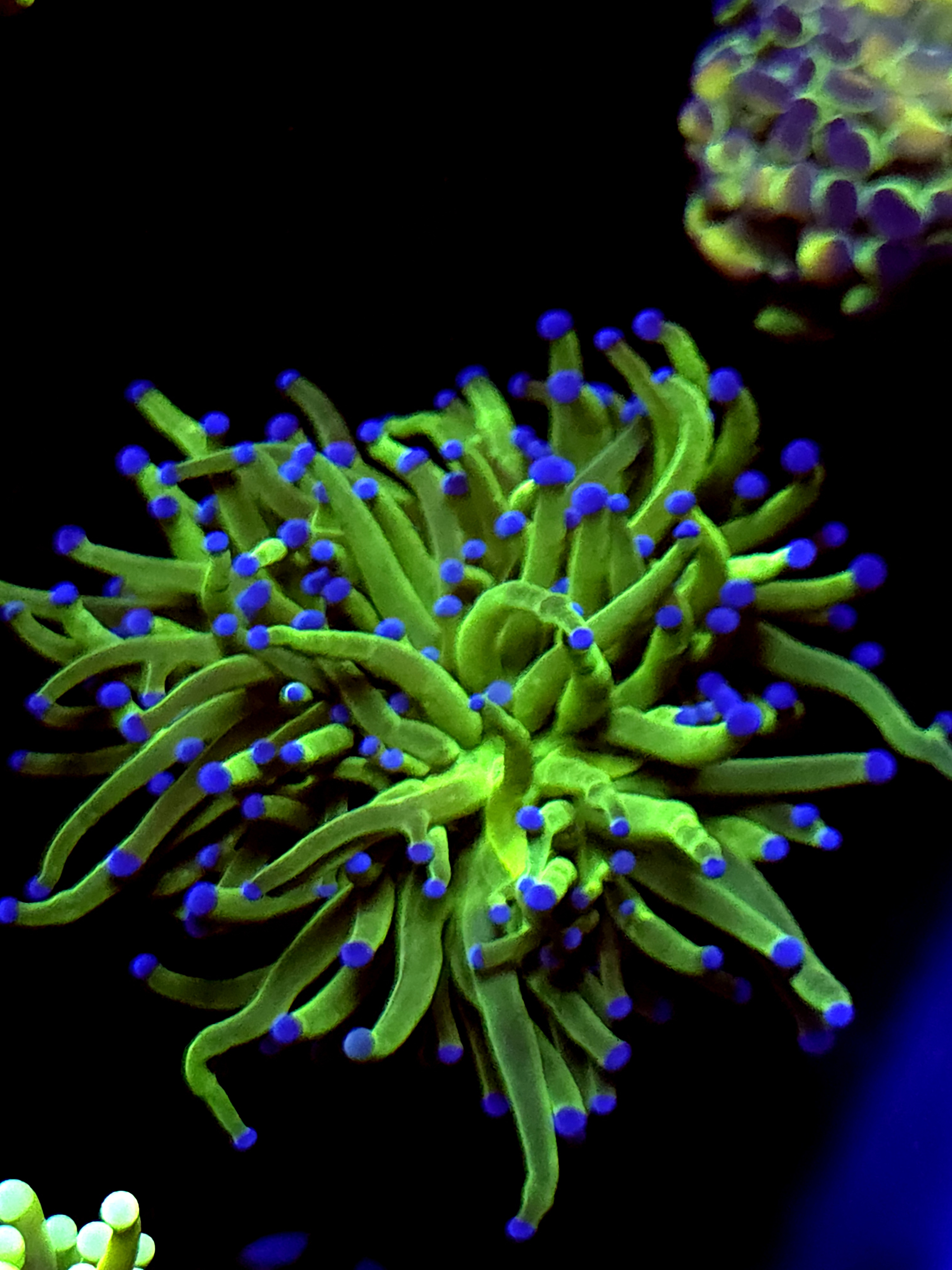 SBB " Nickolodian" Torch