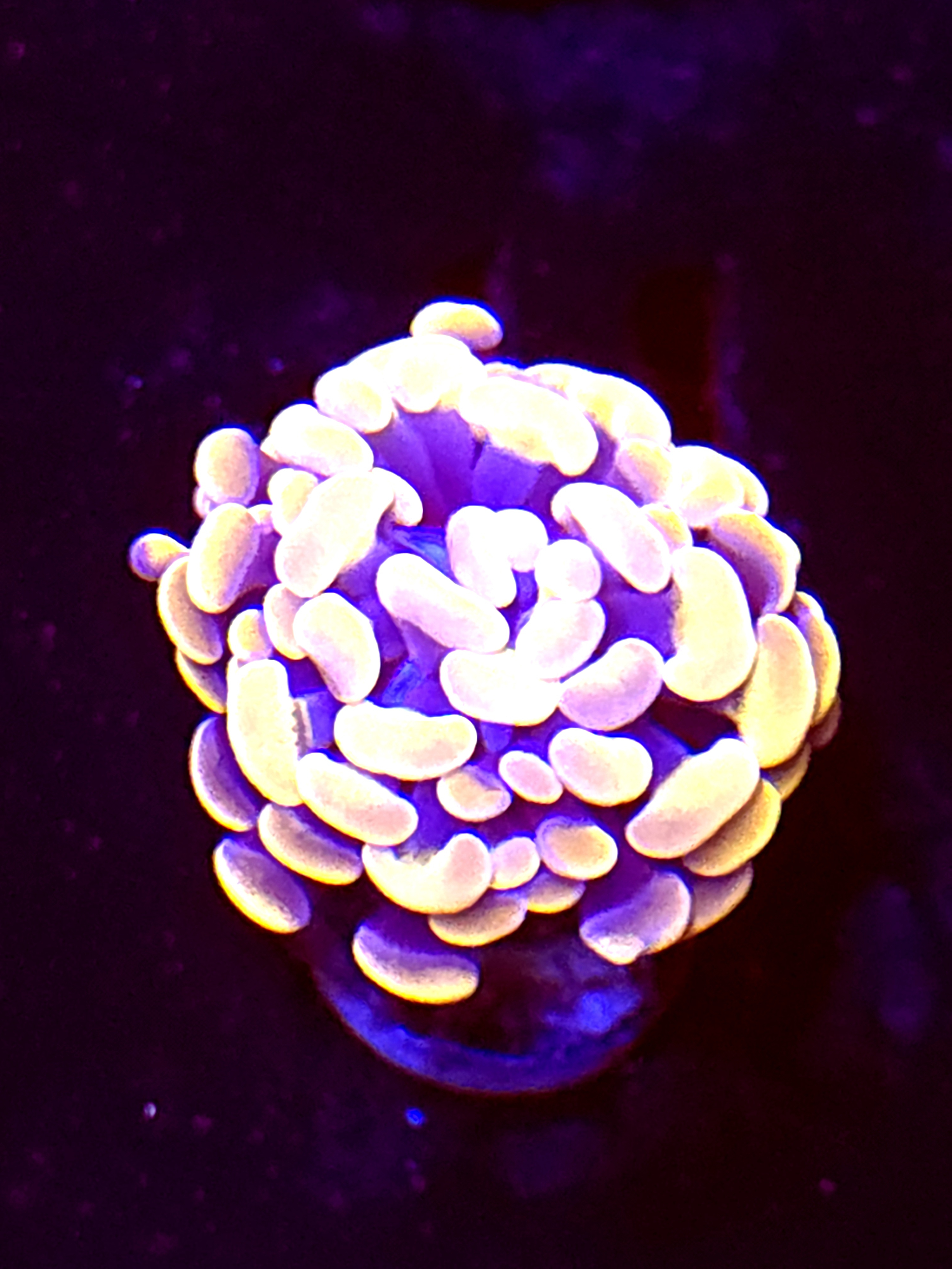 SBB Indo Orange Hammer