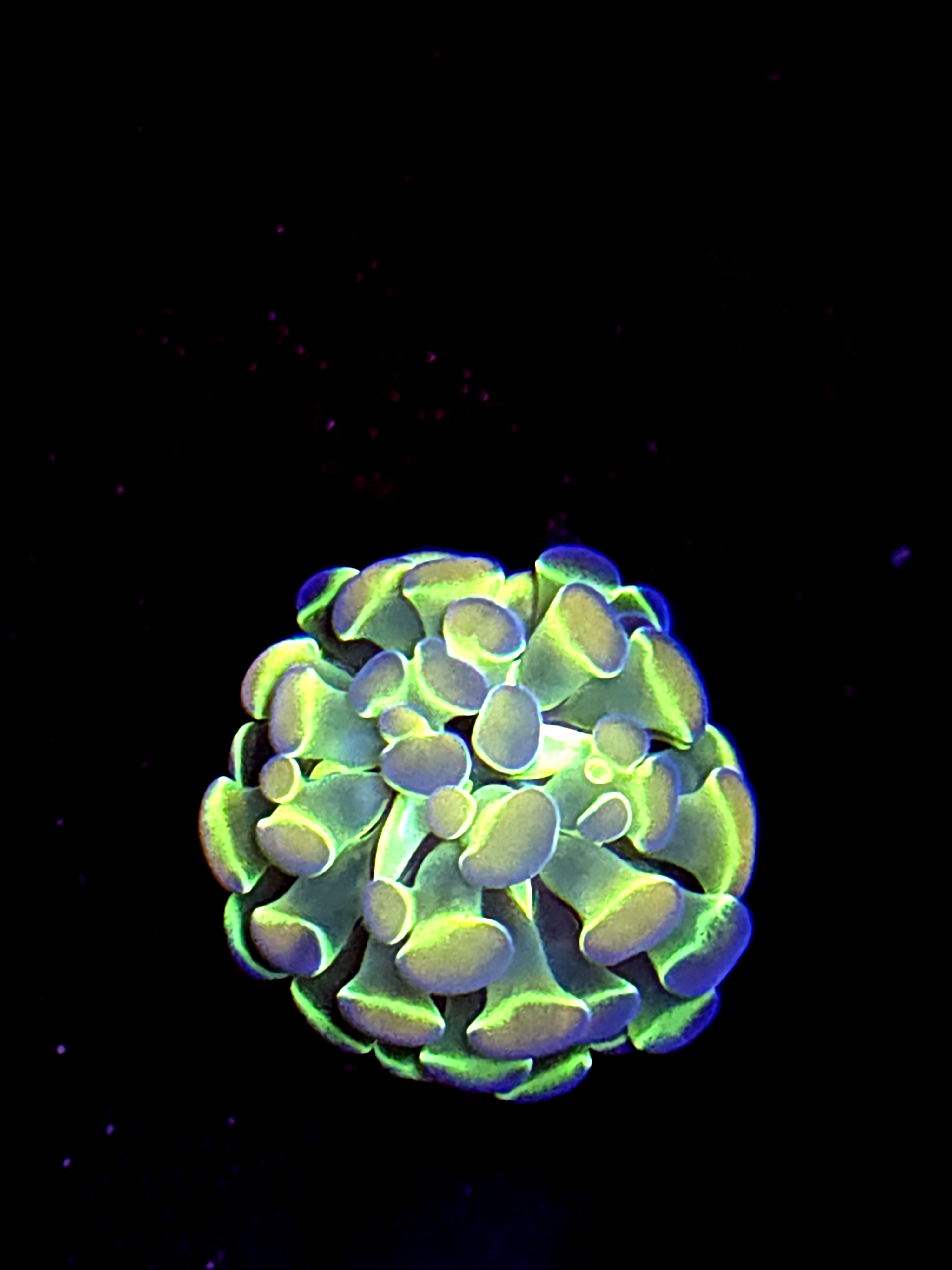 SBB " Hologram" Hammer