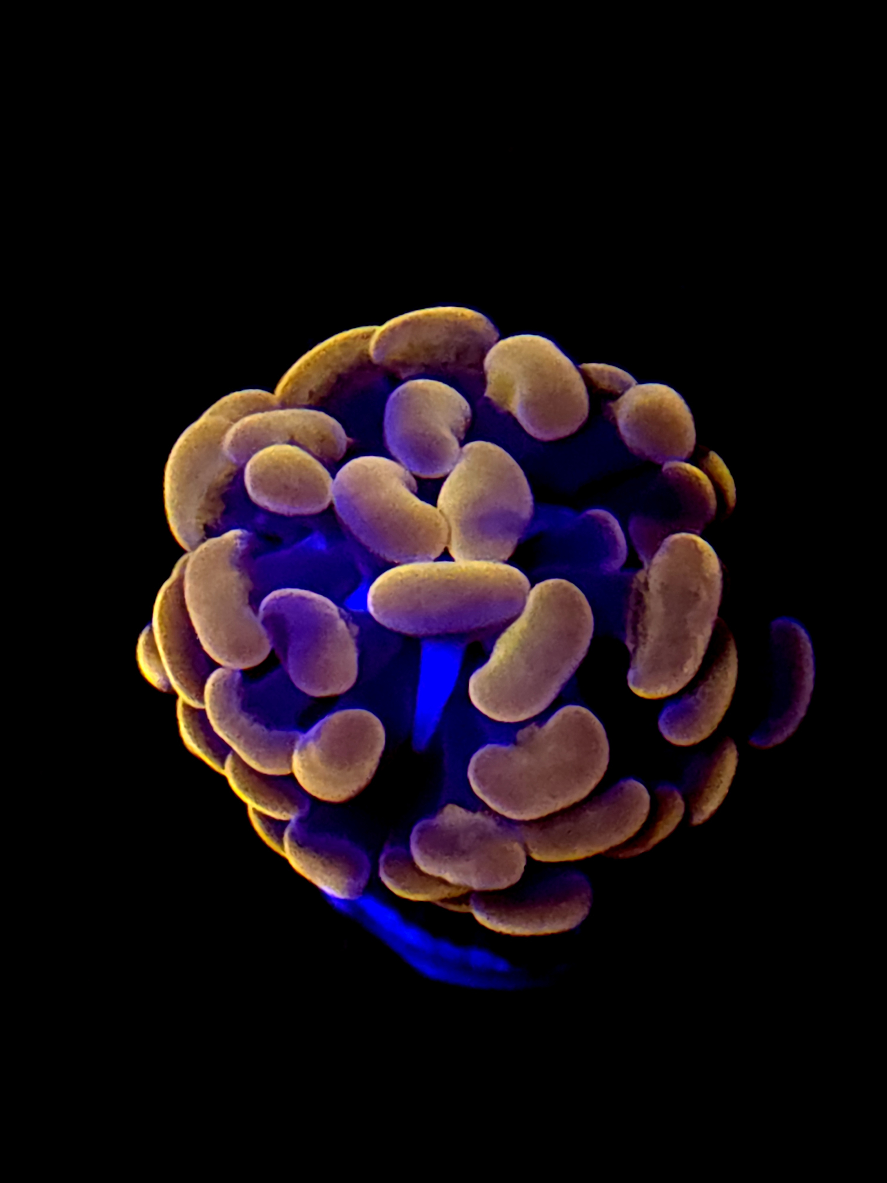 SBB " Indo Orange" Hammer