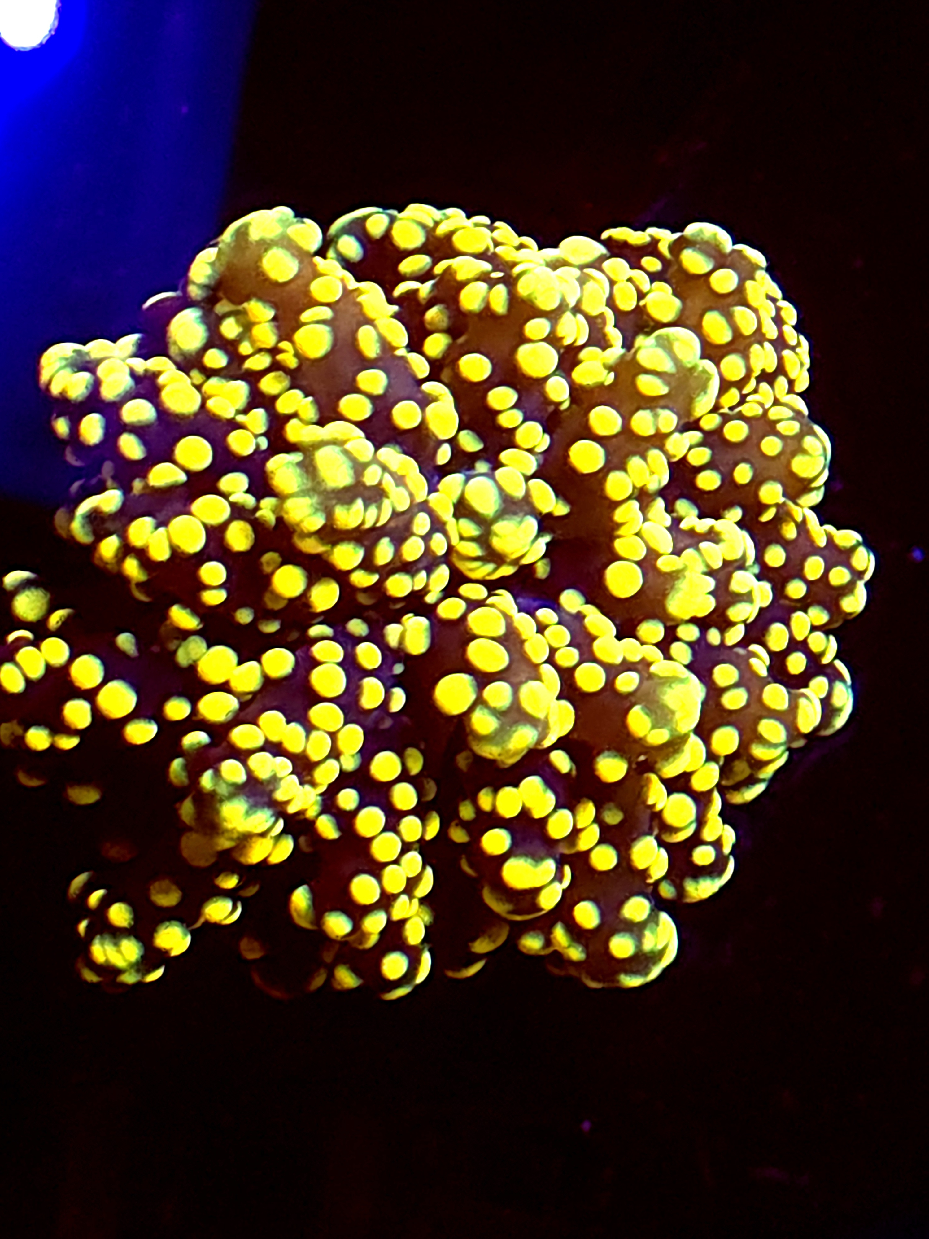 SBB " princess peach" Frogspawn