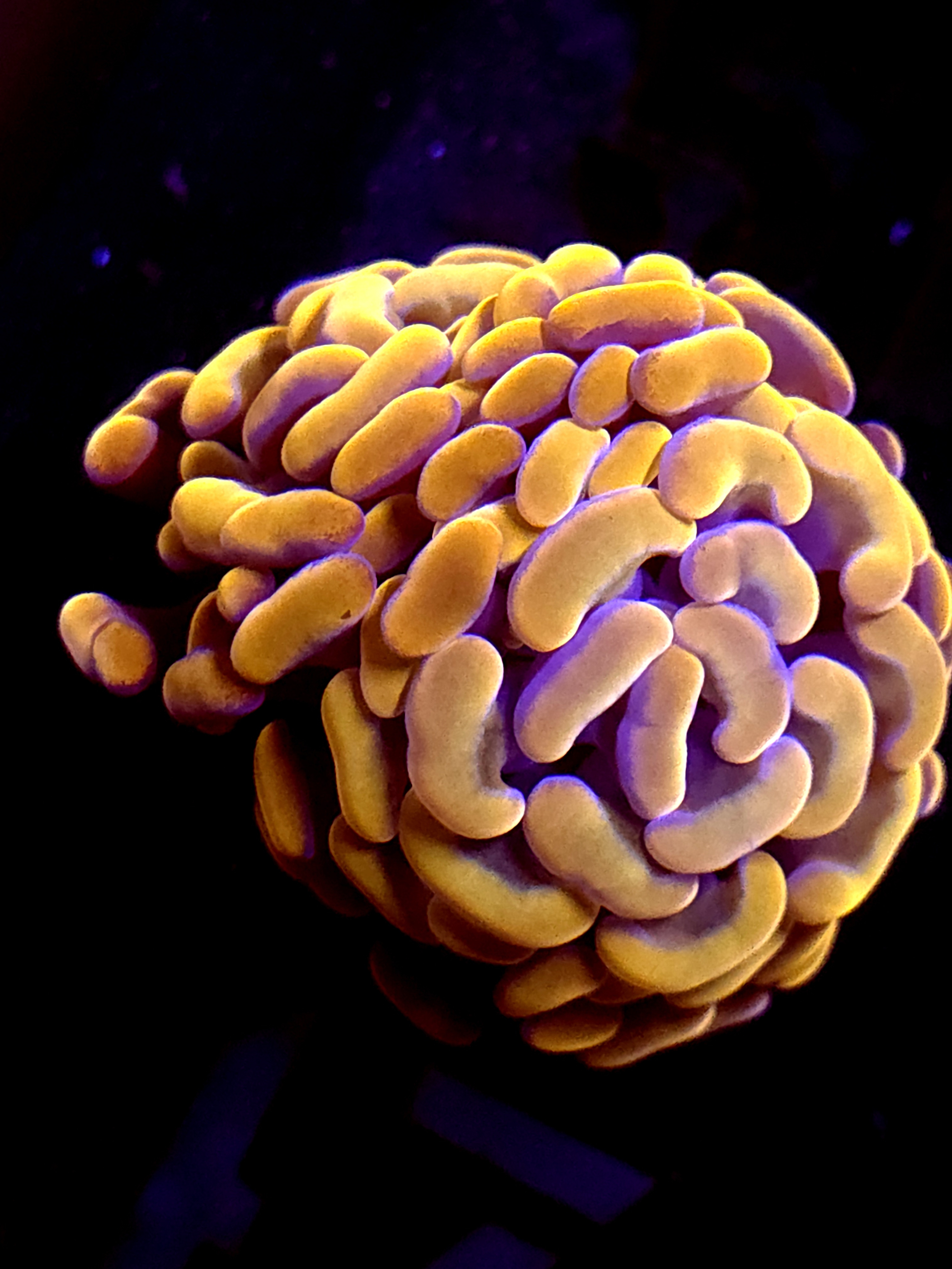 SBB " Orange Indo" hammer