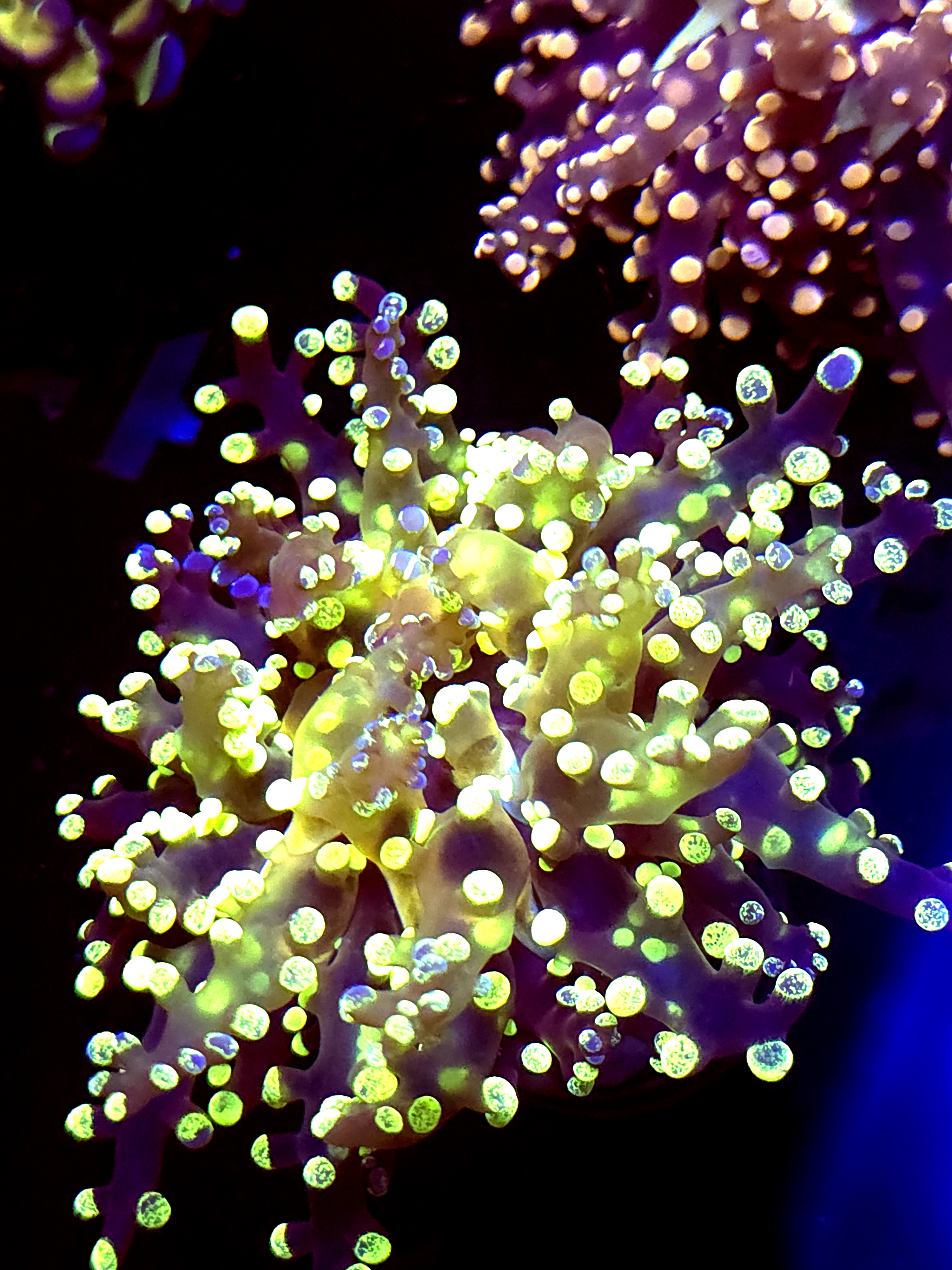 SBB " Kermit the Frog" Frogspawn