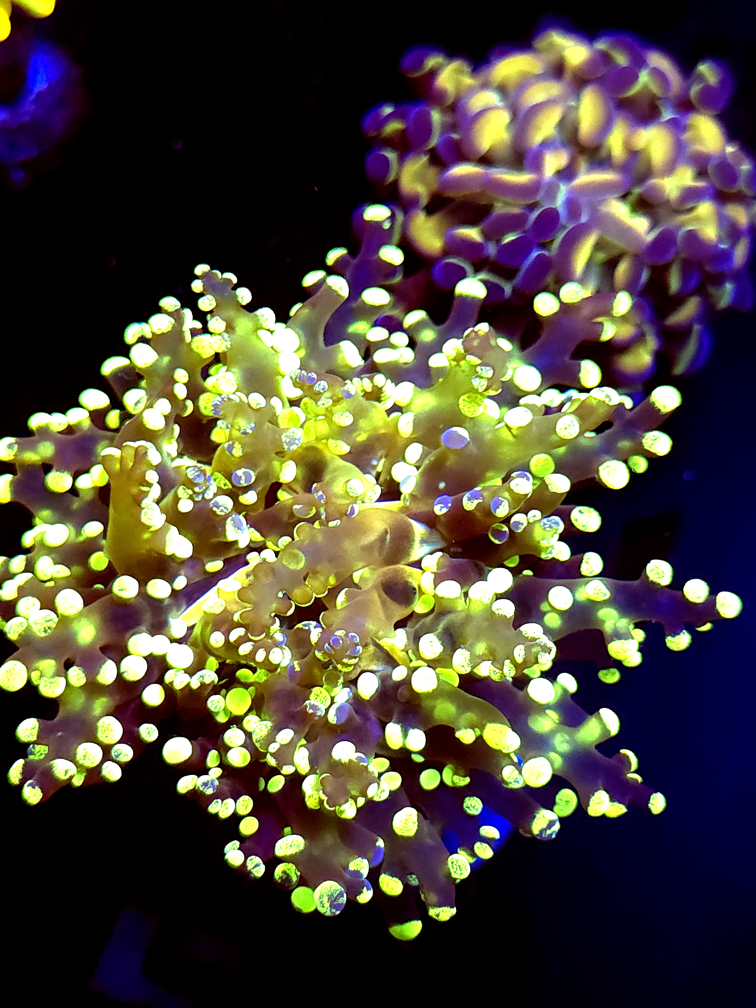 SBB " Kermit the Frog" Frogspawn