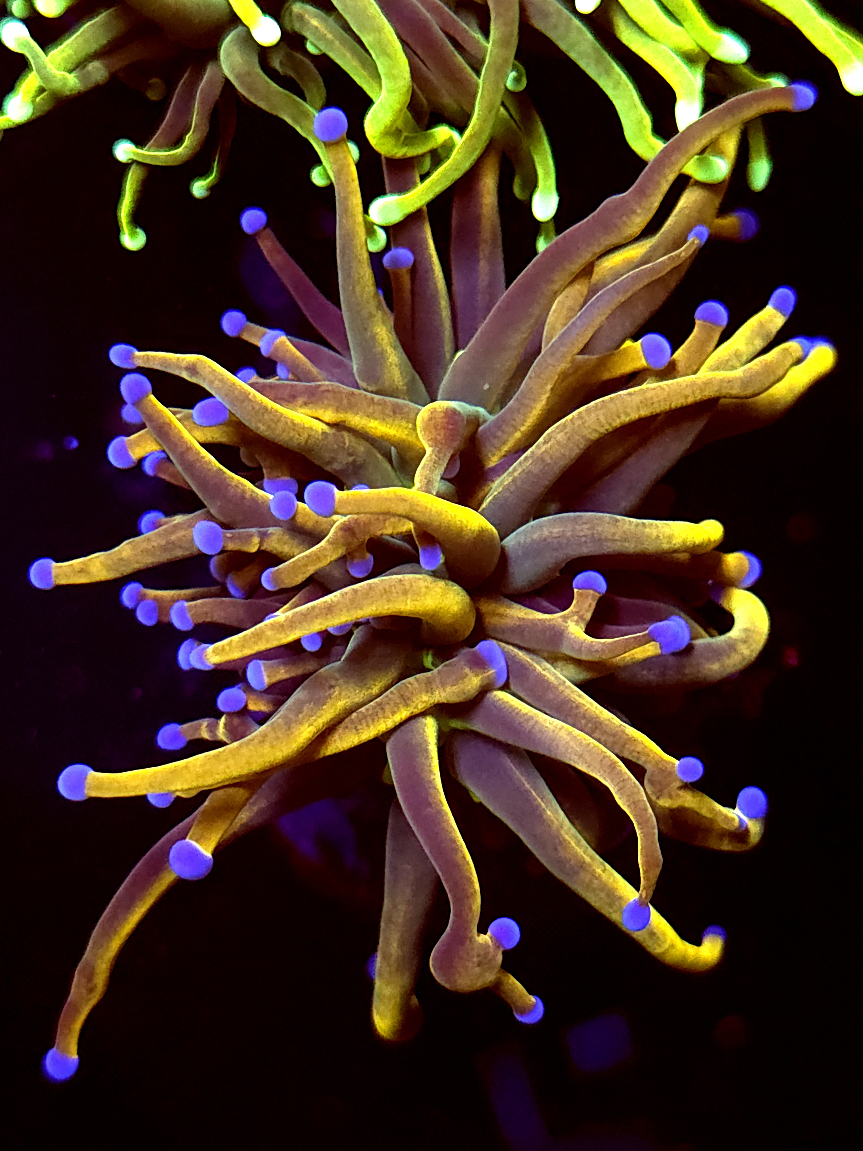 SBB " New York Nicks' Torch