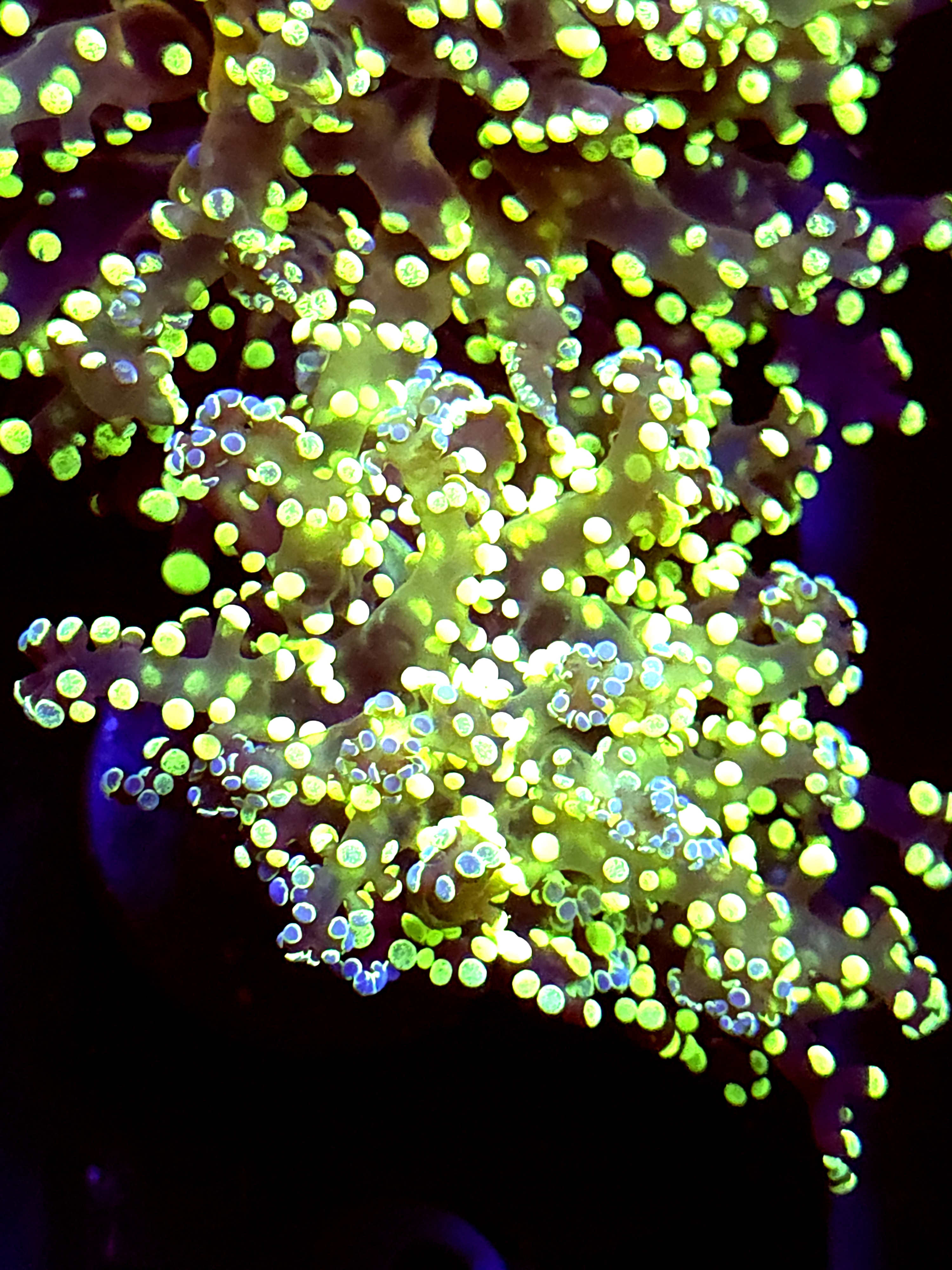 SBB " Kermit the Frog" Frogspawn