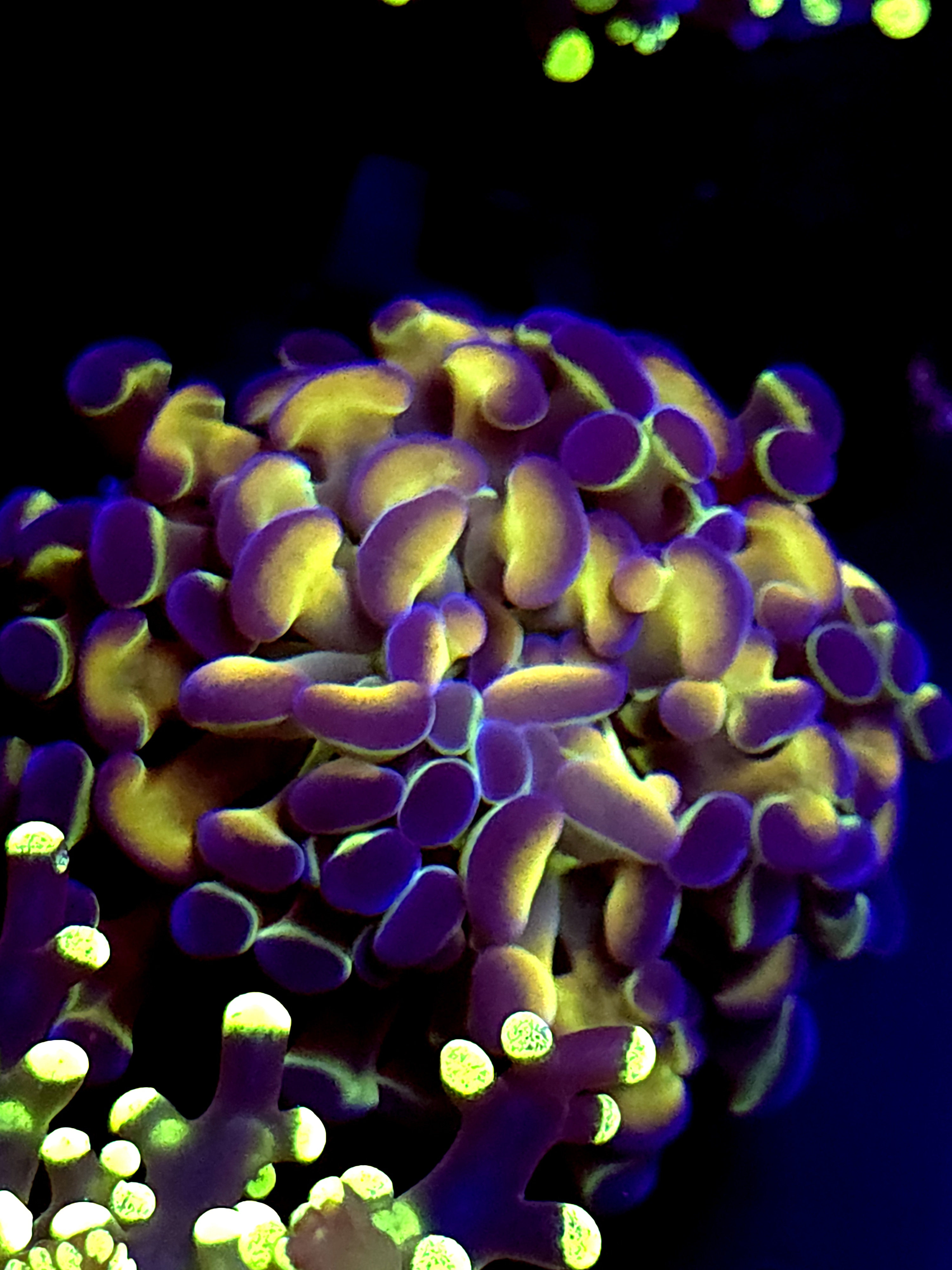 SBB " Hologram" Hammer