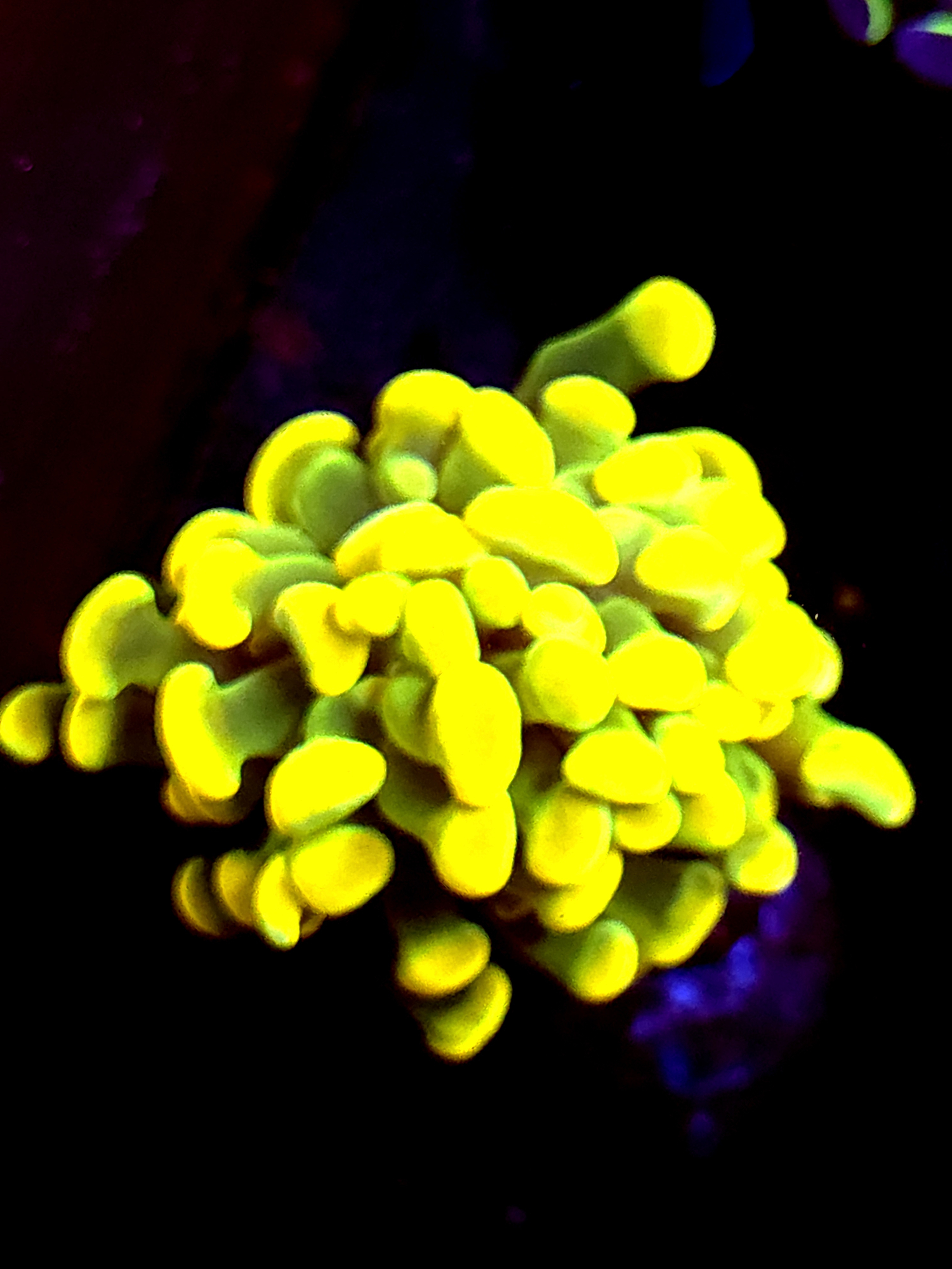 SBB " Holy Grail" Hammer