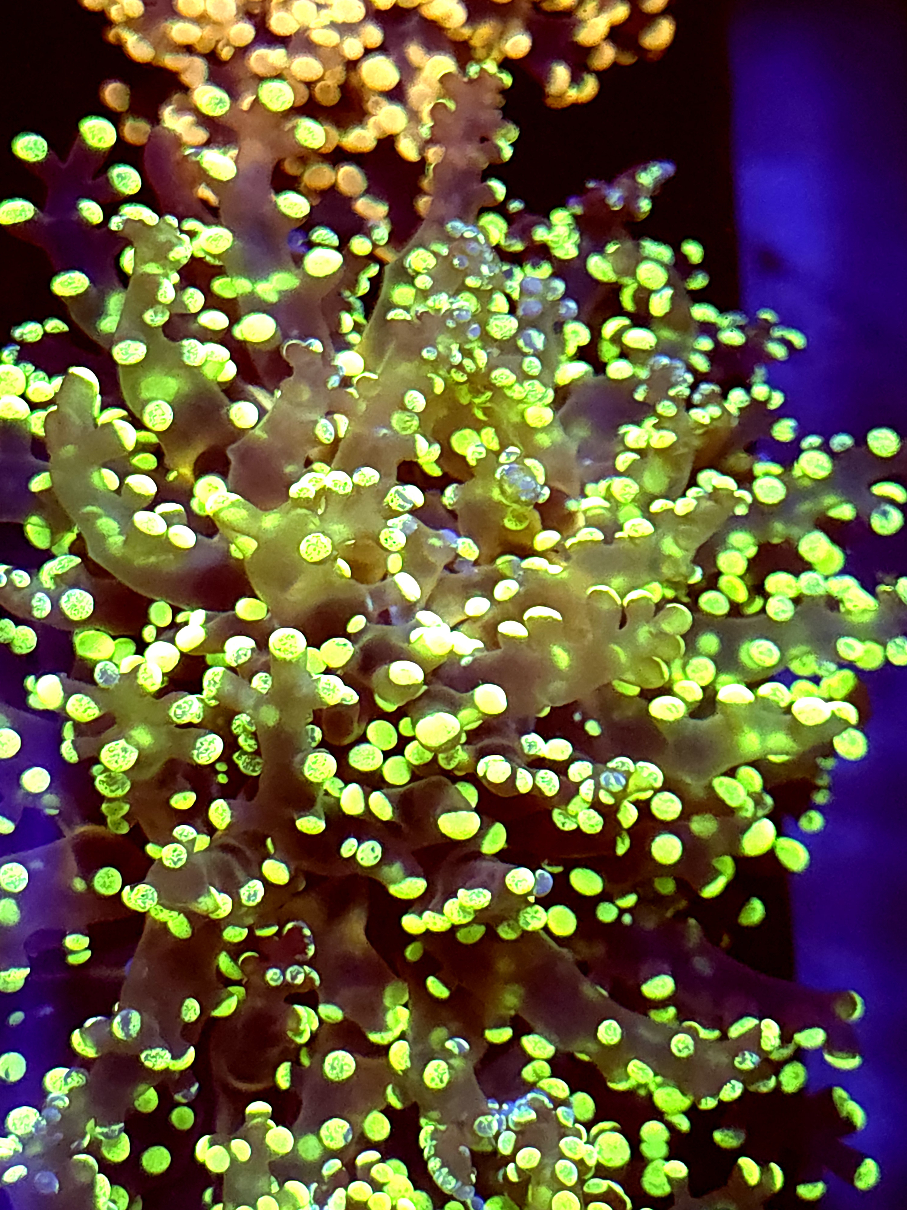 SBB " Kermit the Frog" Frogspawn