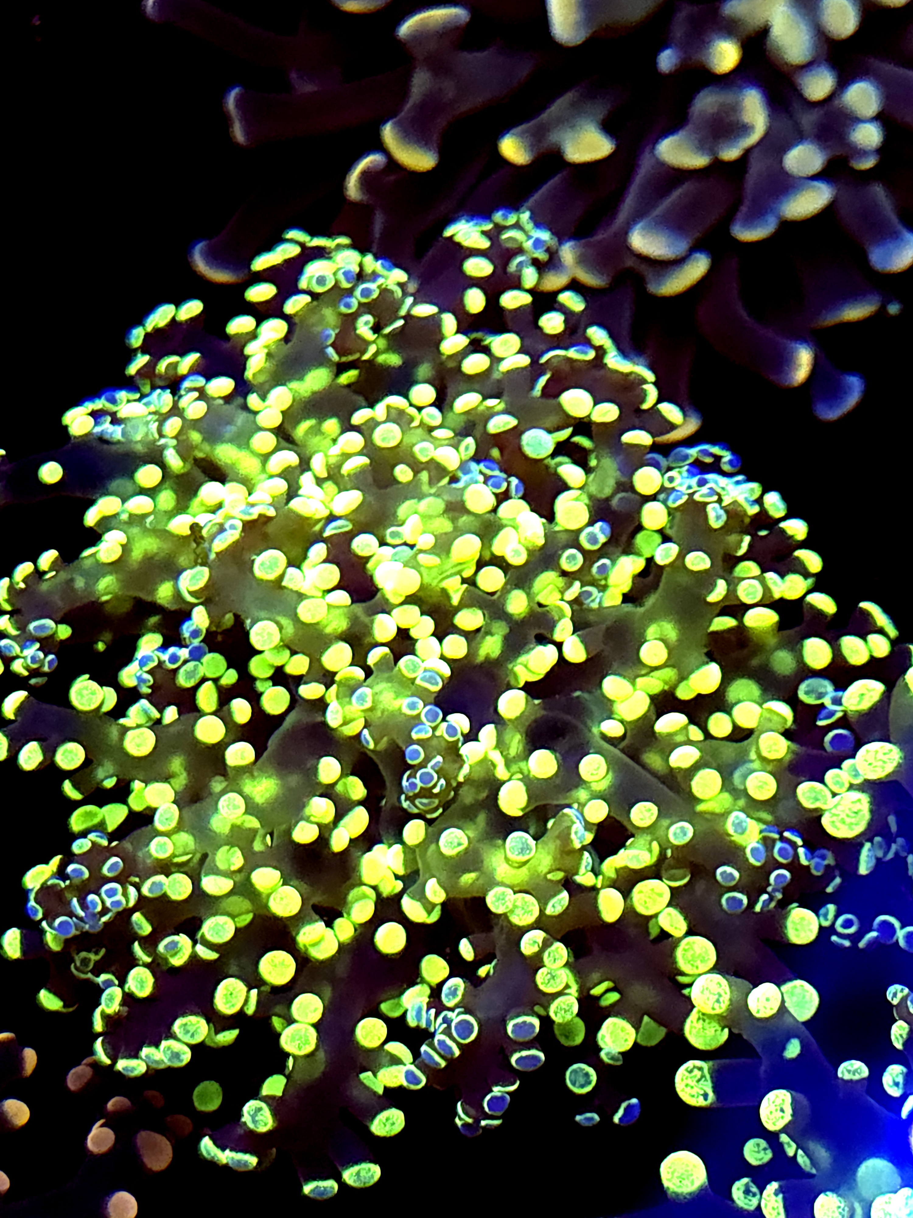 SBB " Kermit the Frog" Frogspawn