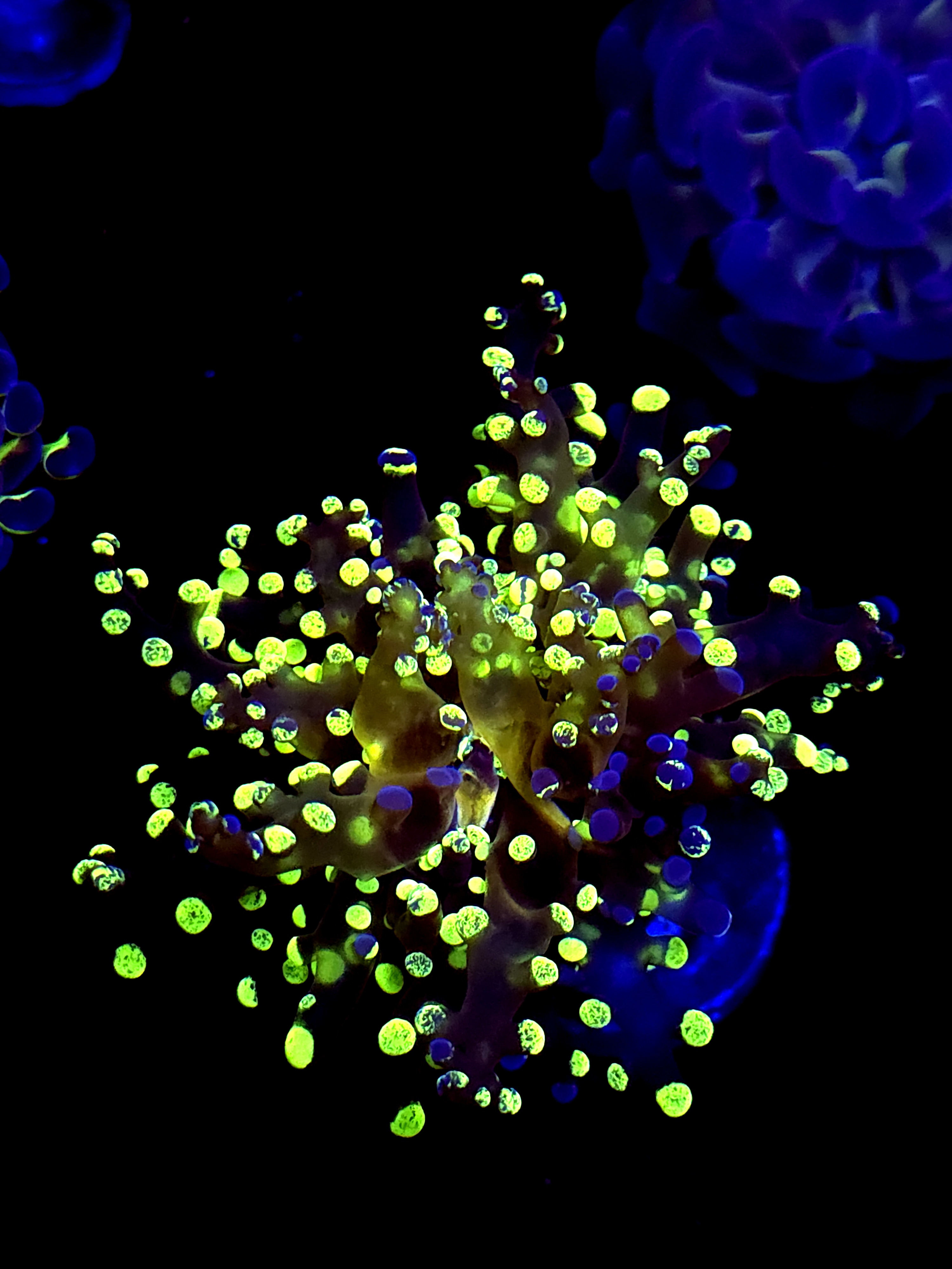 SBB " Kermit the Frog" Frogspawn